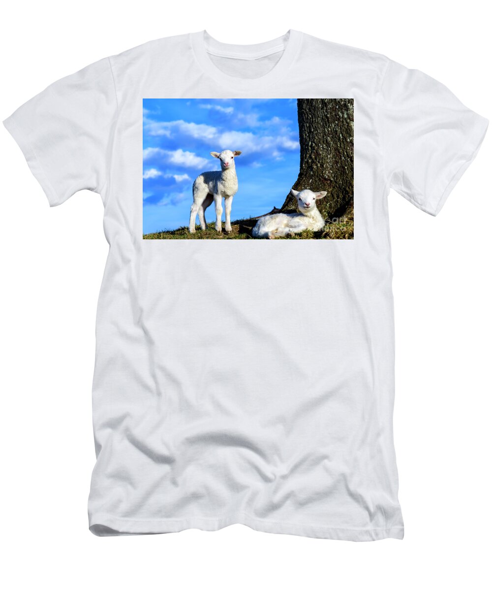 Lamb T-Shirt featuring the photograph Spring Lambs Evening Light by Thomas R Fletcher