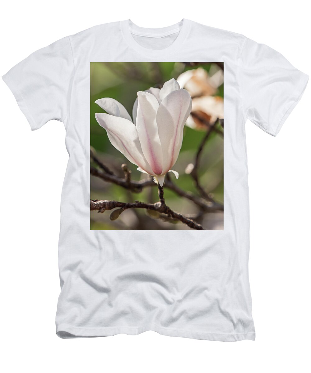 Magnolia T-Shirt featuring the photograph Spring Magnolia in Dallas by Teresa Wilson