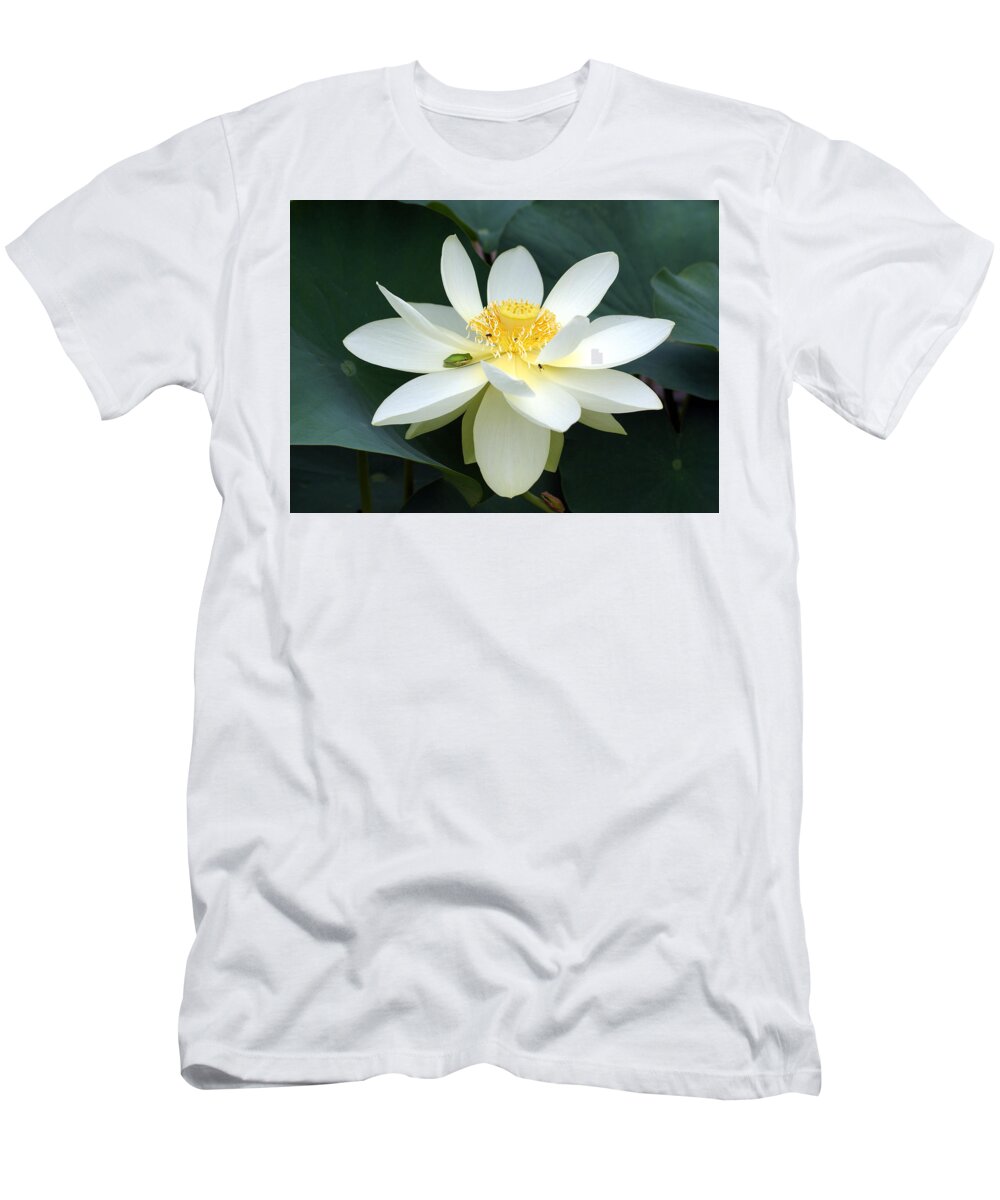 Lotus T-Shirt featuring the photograph The Lotus Flower the frog and the bee by Gary Crockett