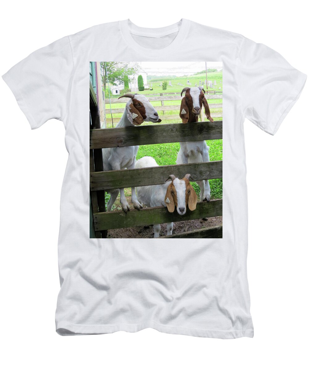 Goats T-Shirt featuring the photograph The Real Three Billy Goats Gruff by Linda Stern