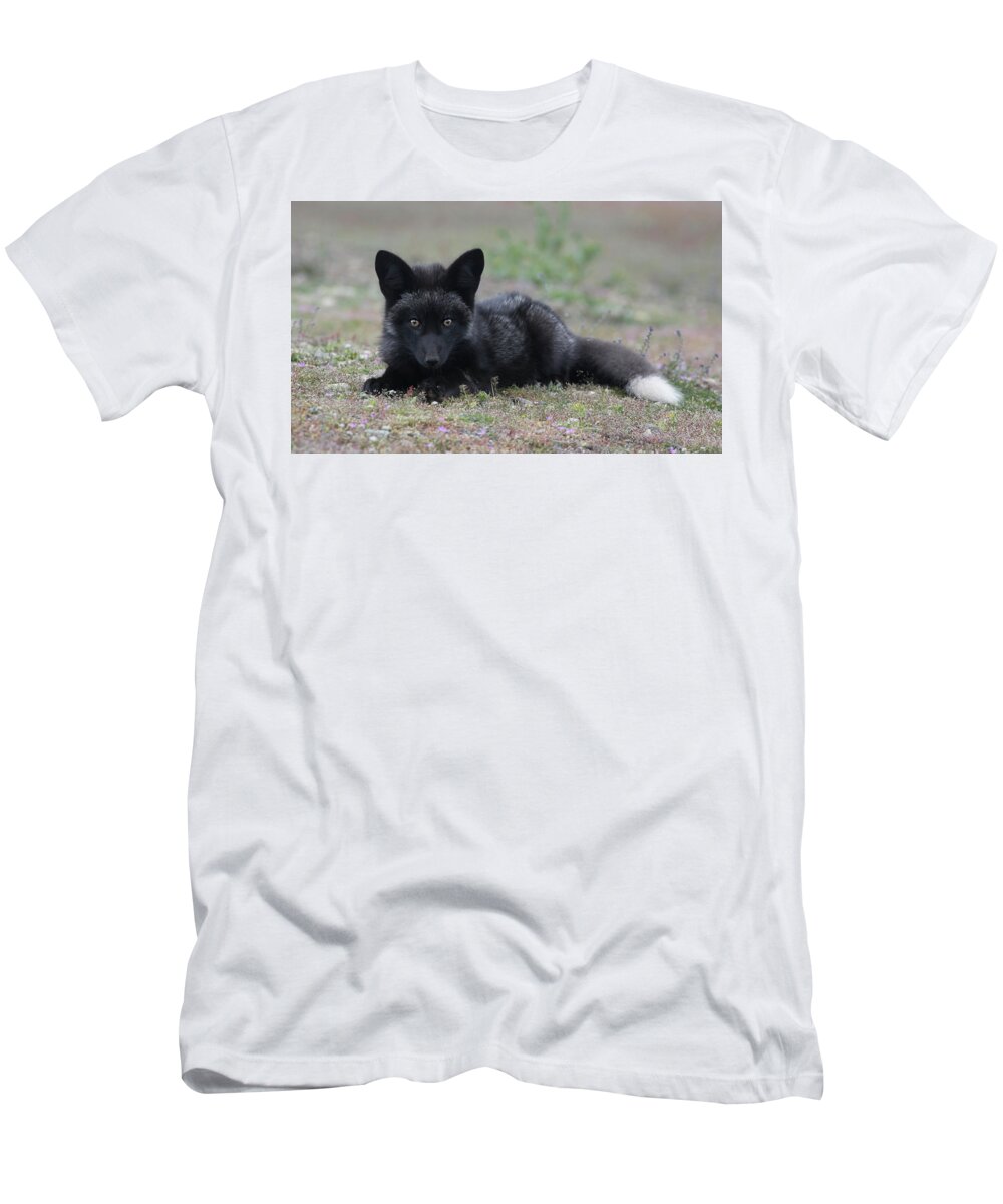 Fox T-Shirt featuring the photograph Here's looking at you by Elvira Butler