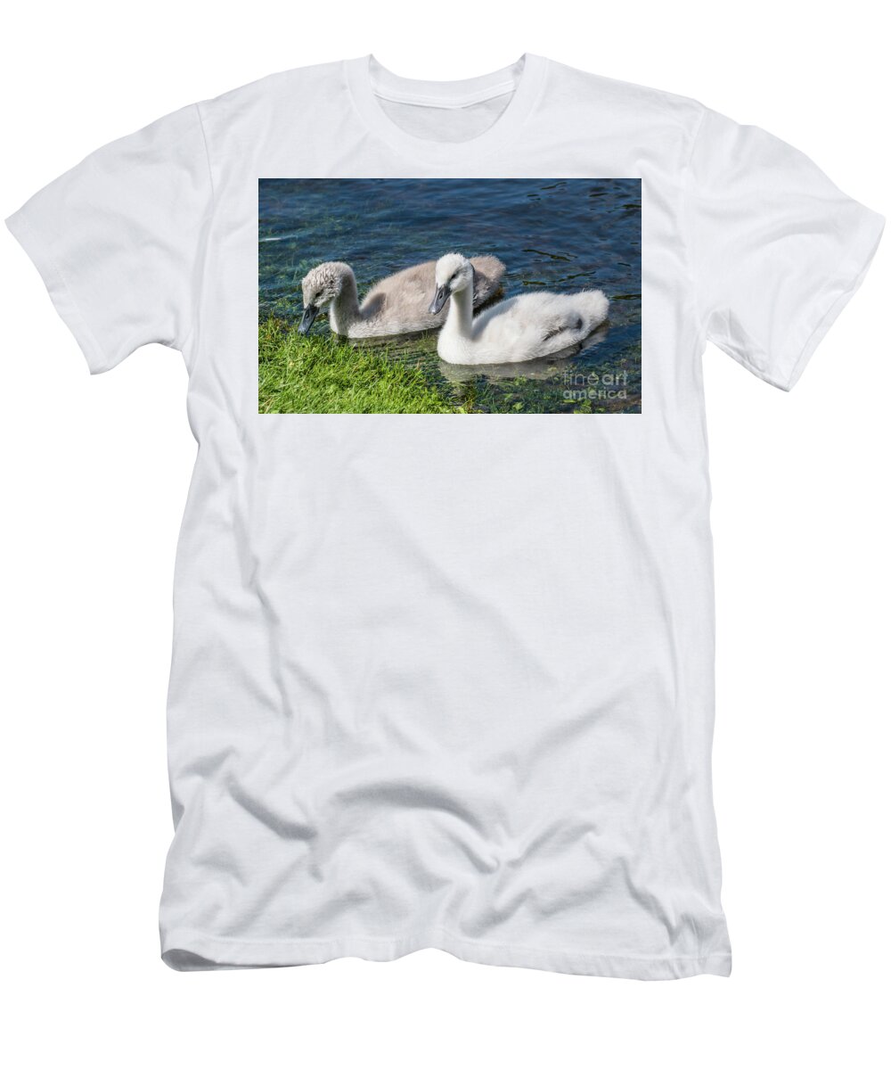 Cygnus Olor T-Shirt featuring the photograph Two young cygnets of mute swan swimming in a lake by Amanda Mohler