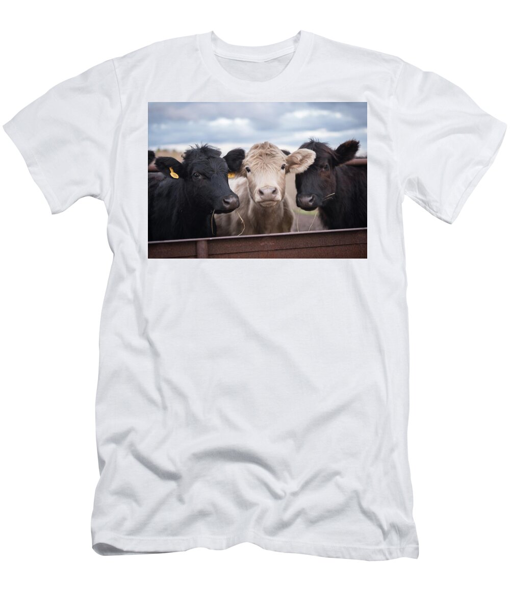 Cows T-Shirt featuring the photograph We Three Cows by Holden The Moment