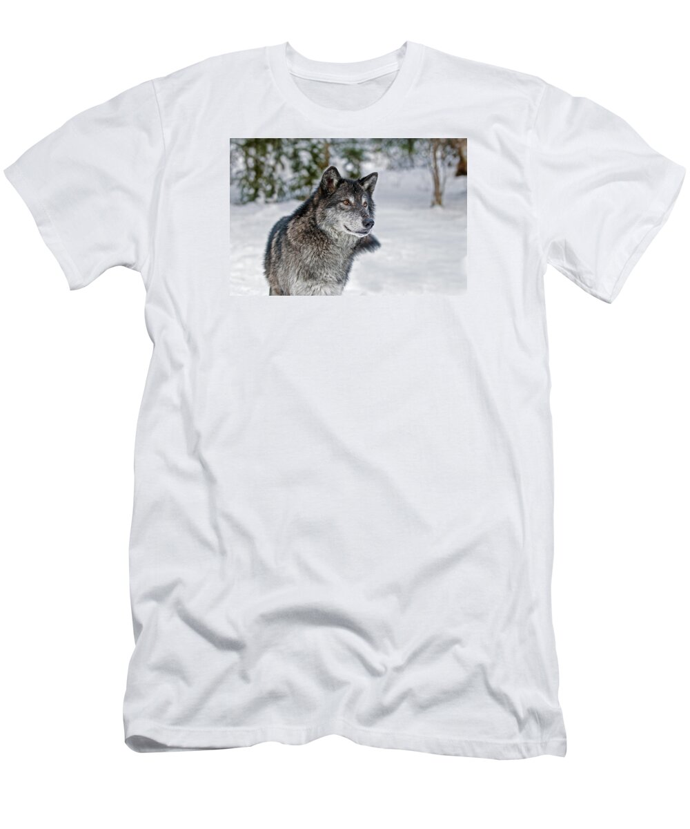 Wolf T-Shirt featuring the photograph Wolf Portrait by Scott Read