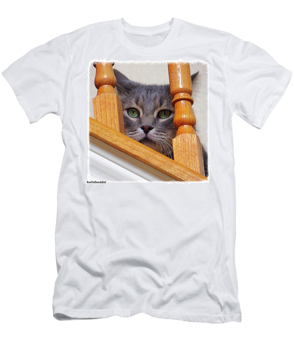 Keepaustinweird T-Shirt featuring the photograph Yes, It Is True, I Am A #crazycatlady by Austin Tuxedo Cat