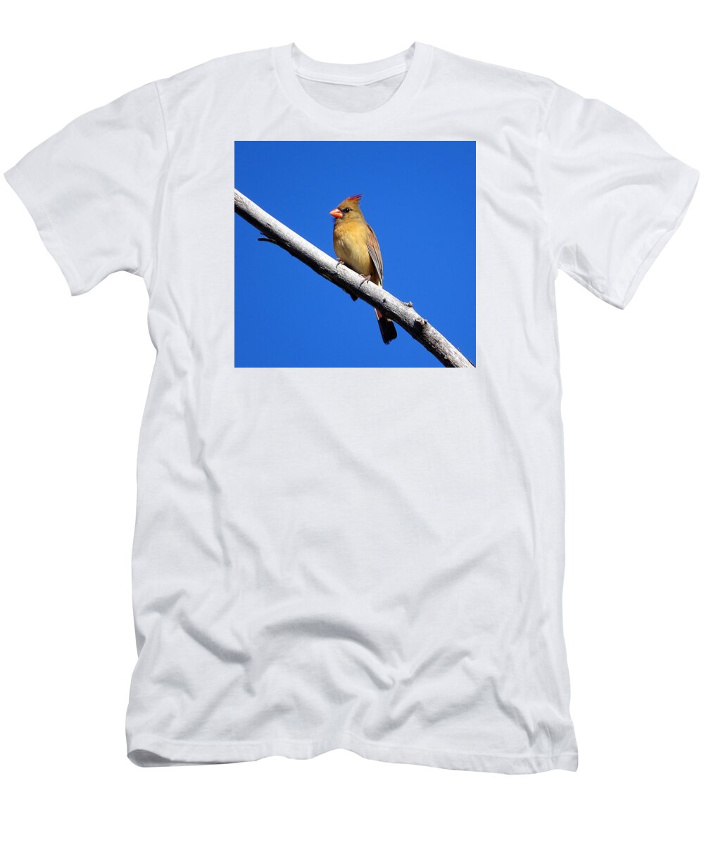 Little Bird T-Shirt featuring the photograph Young Cardinal bird by Lilia D