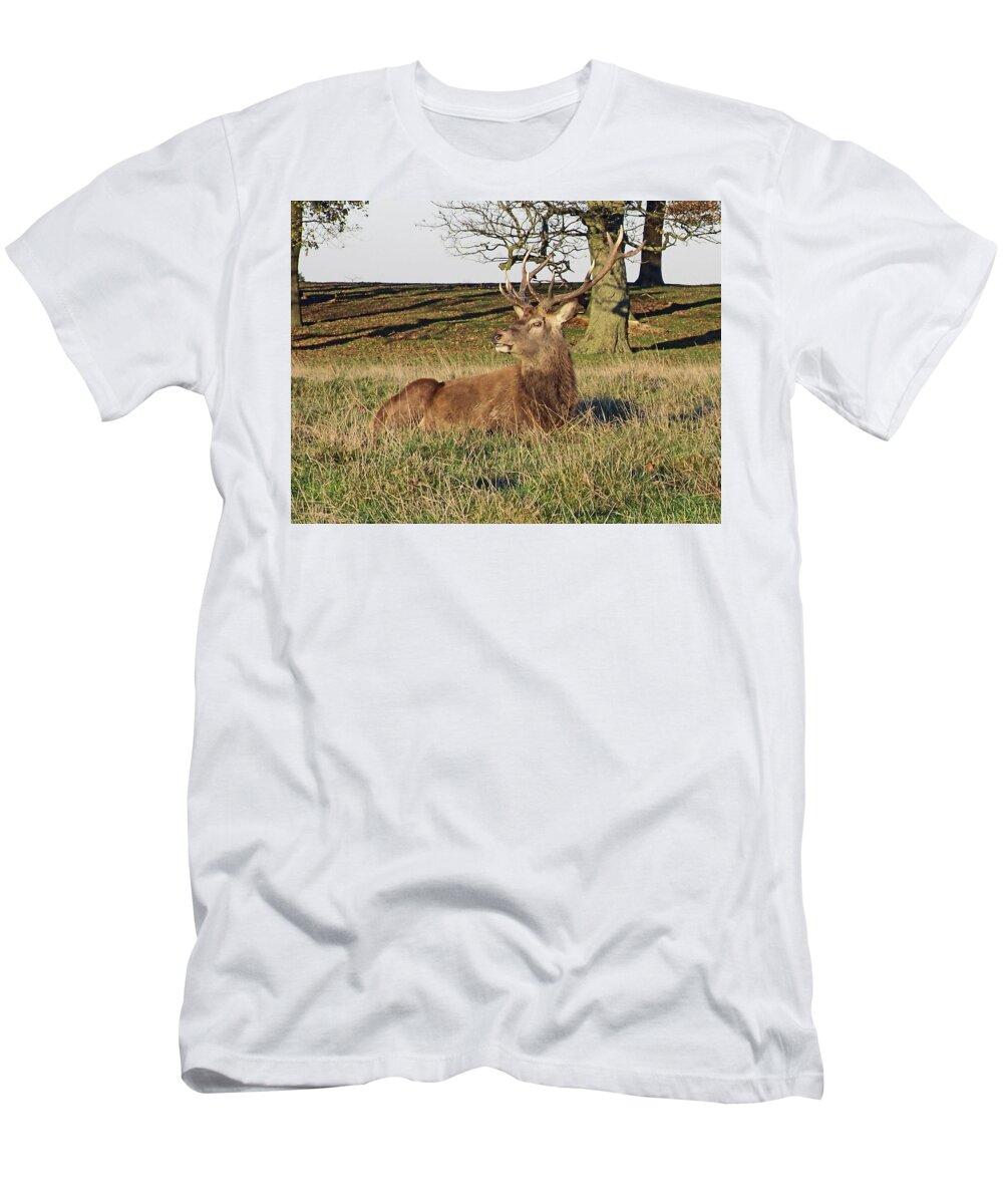 Knutsford T-Shirt featuring the photograph 28/11/18 TATTON PARK. Stag in The Park. by Lachlan Main