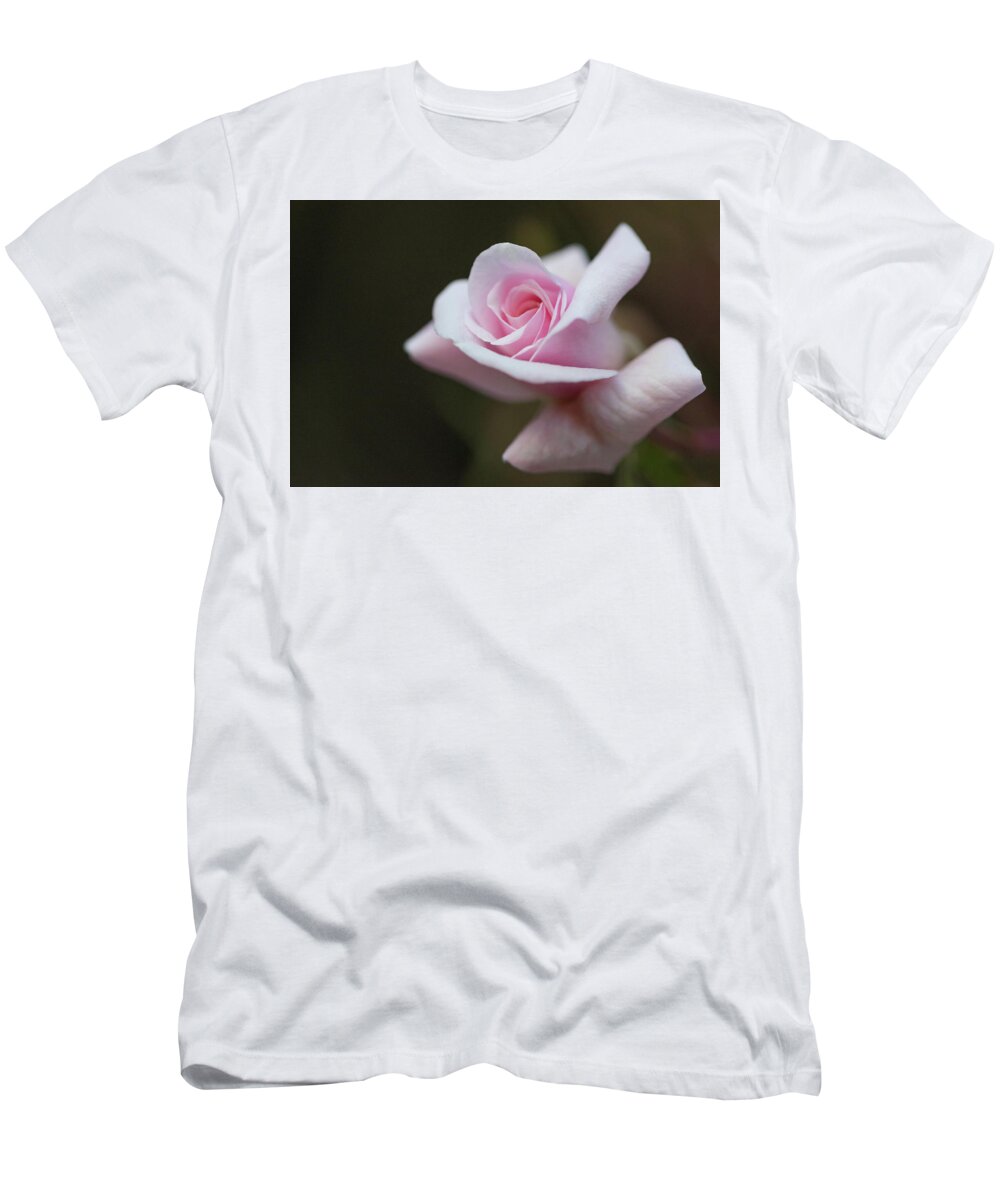 Flowers T-Shirt featuring the photograph A Rose is a Rose by Laura Macky