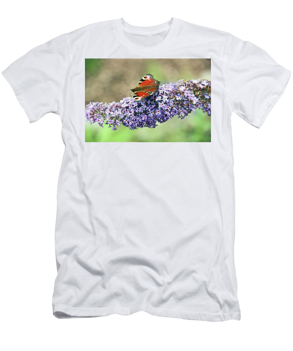 Chester T-Shirt featuring the photograph Butterfly on the Buddleia by Lachlan Main