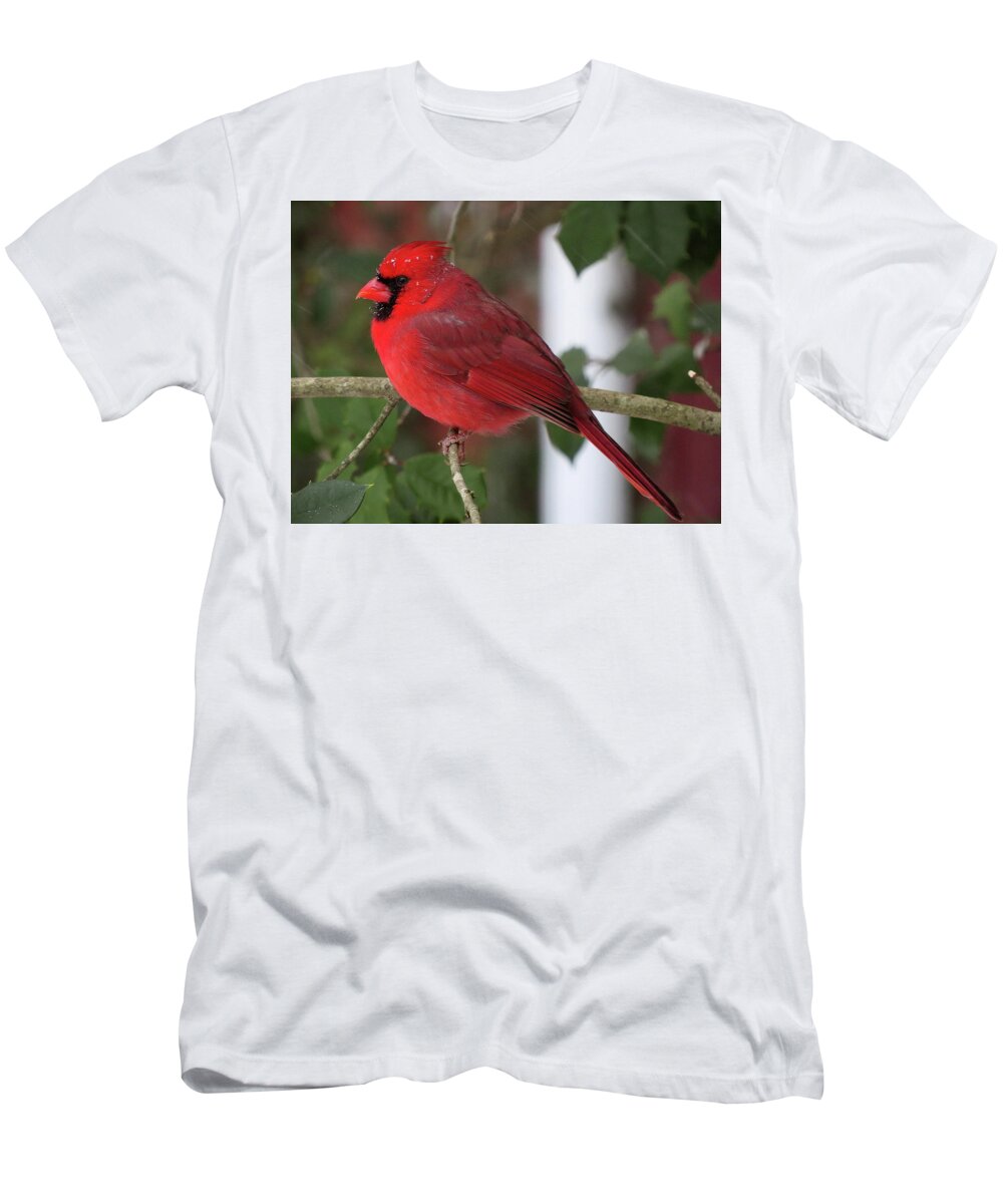 Cardinal T-Shirt featuring the photograph Cardinal in Winter by Linda Stern