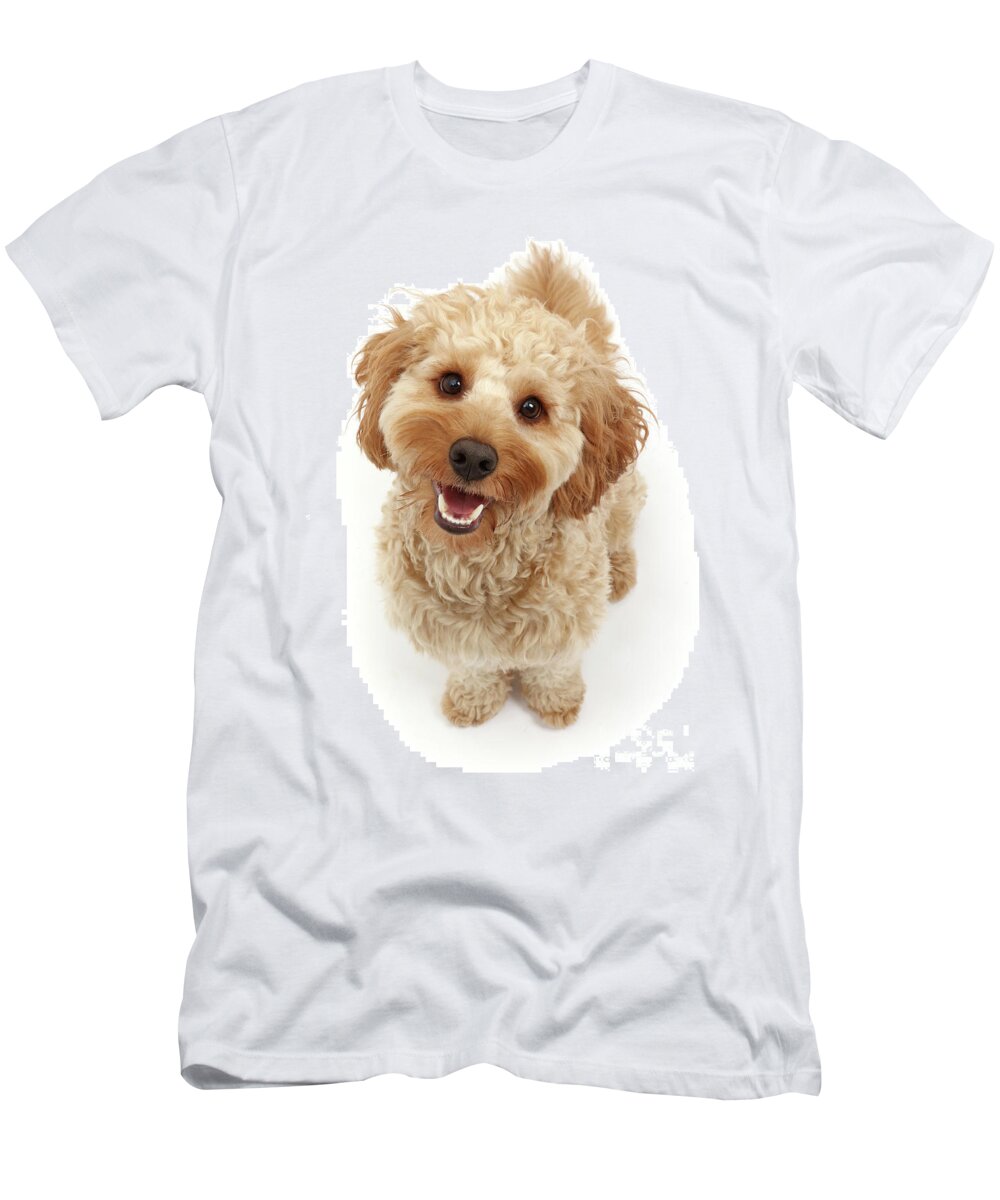 Cockapoo T-Shirt featuring the photograph Cheerful Cavapoo by Warren Photographic