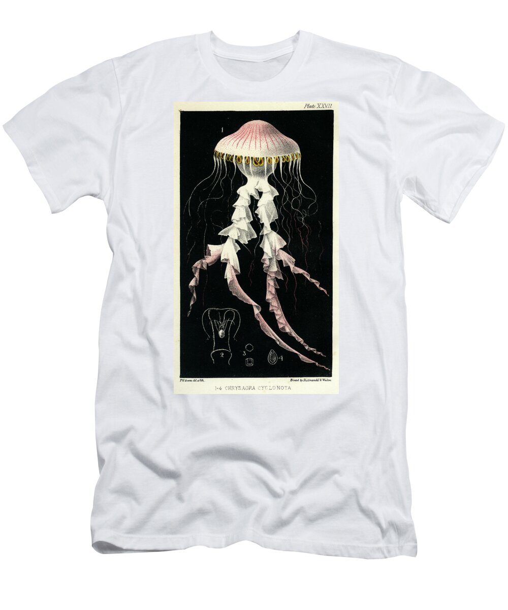 Sealife T-Shirt featuring the mixed media Chrysaora Cyclonota by Philip Henry Gosse