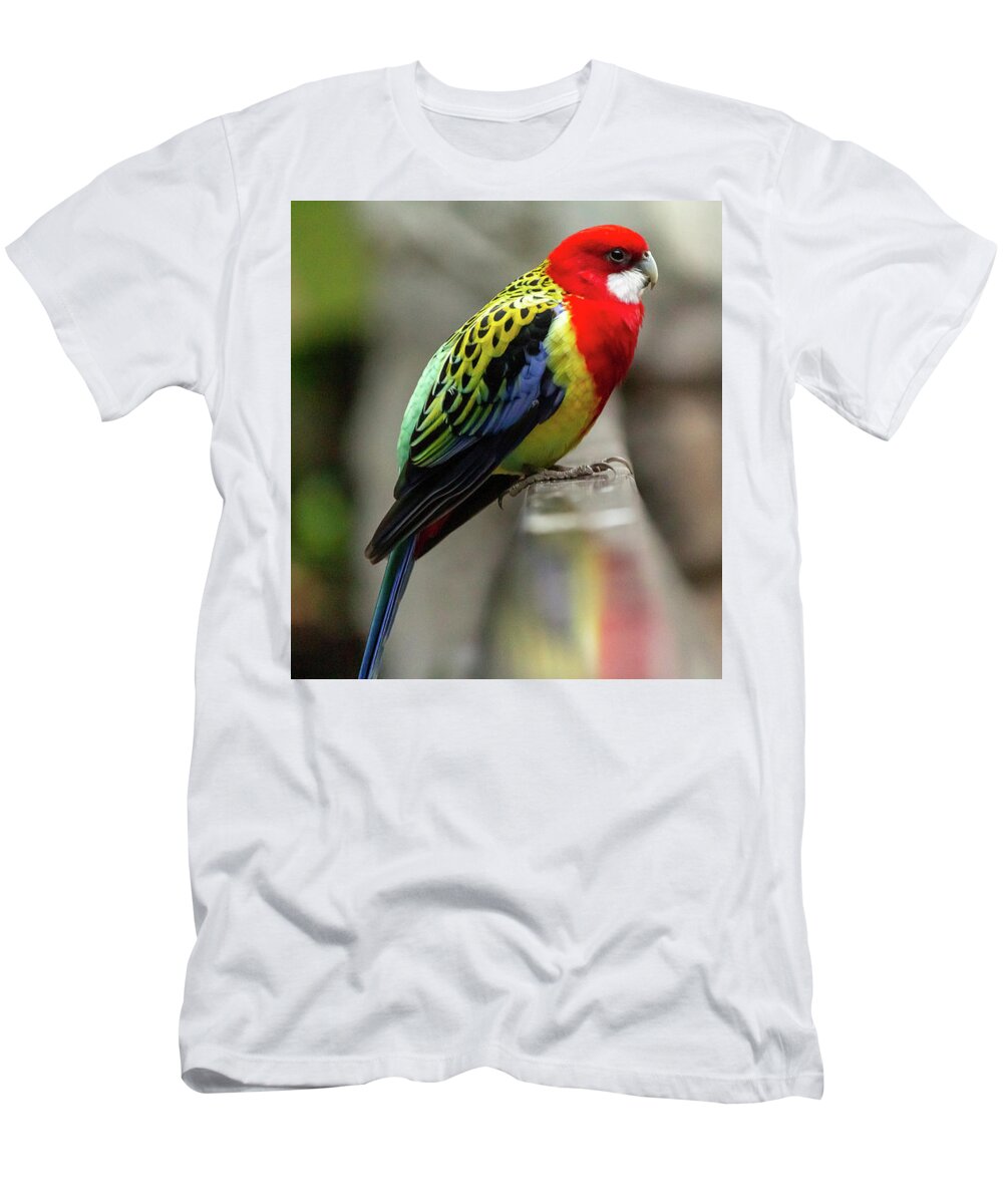 No People T-Shirt featuring the photograph Eastern Rosella by SAURAVphoto Online Store