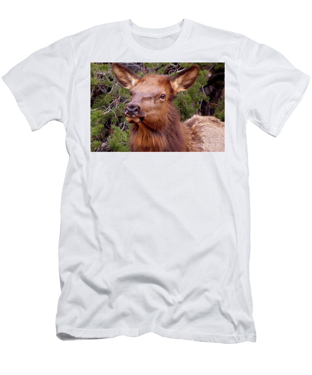Elk T-Shirt featuring the photograph Elk Calf by Mary Mikawoz