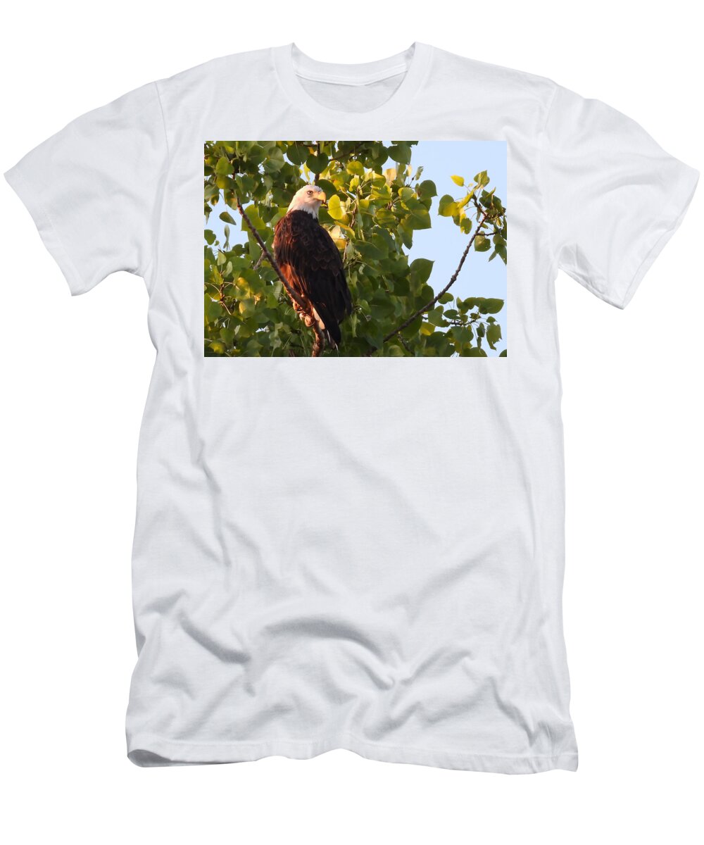  T-Shirt featuring the photograph Focused by Jack Wilson
