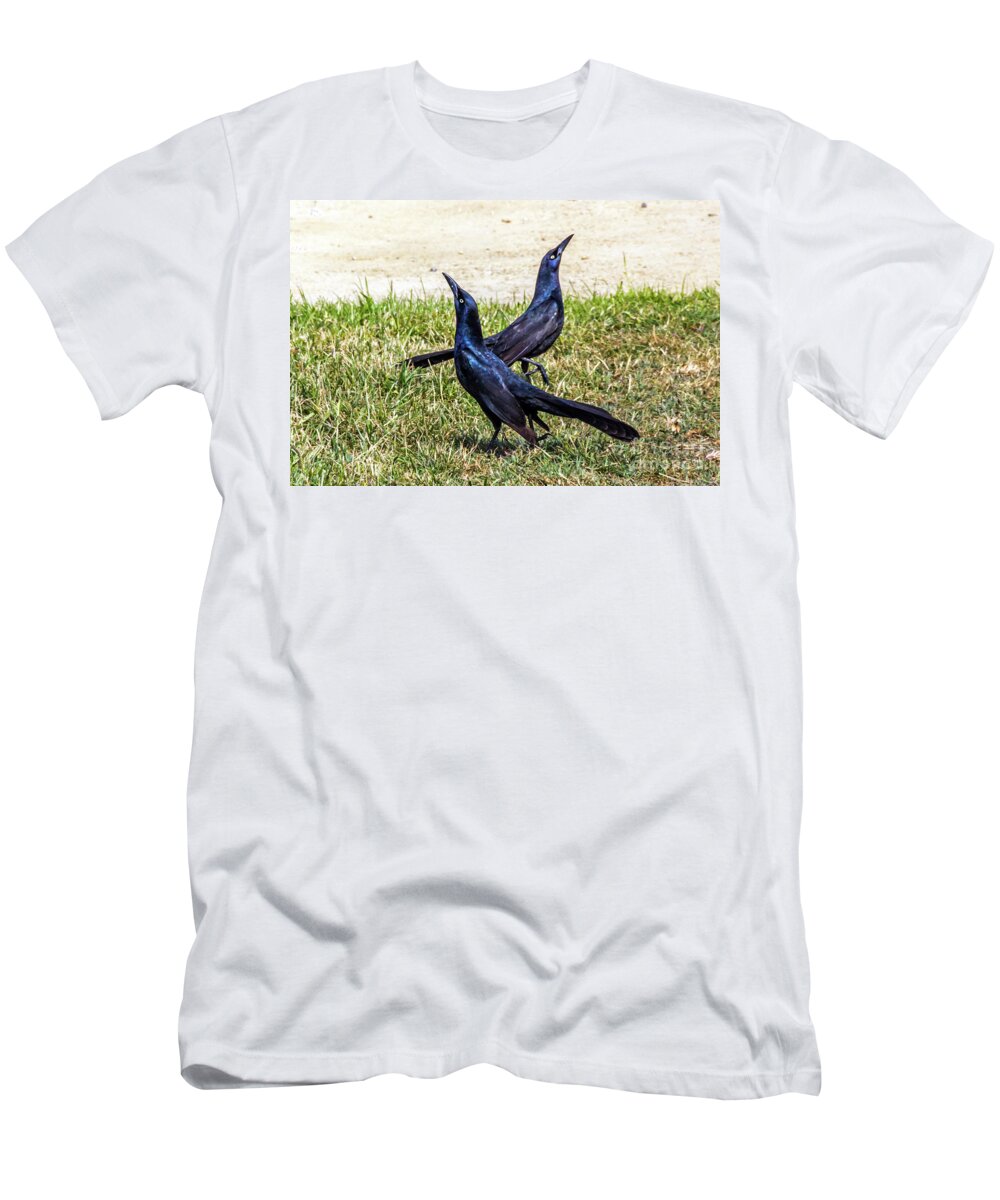 Great-tailed Grackle T-Shirt featuring the photograph Great-tailed Grackles Looking Up by Kate Brown