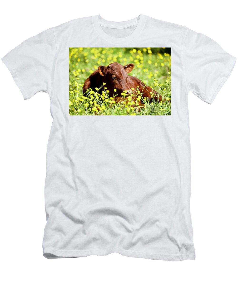 Calf T-Shirt featuring the photograph Little Calf in the Buttercups by Lara Morrison