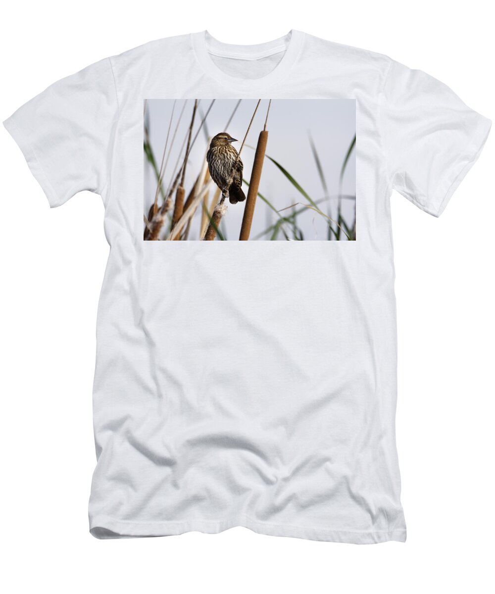 Looking Over The Marsh T-Shirt featuring the photograph Looking Over The Marsh -- Female Red-Winged Blackbird at Merced National Wildlife Refuge, California by Darin Volpe