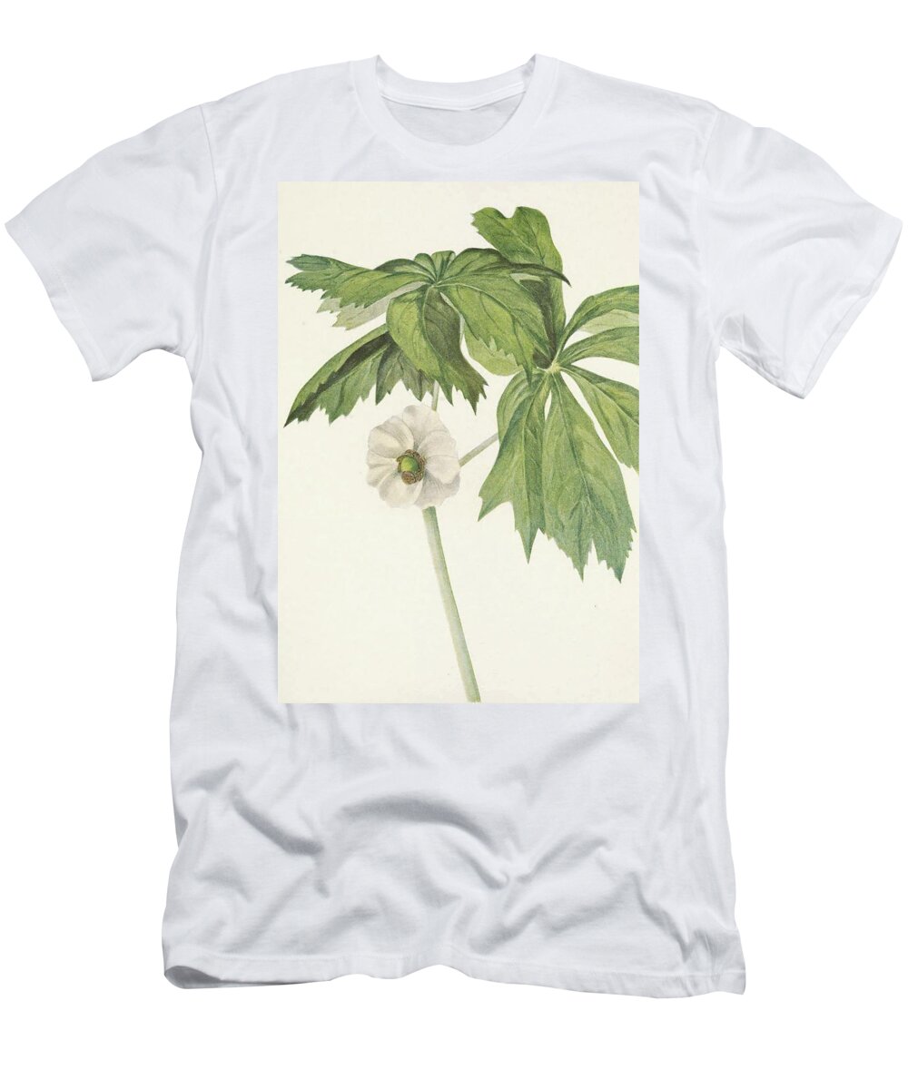 Botanical Illustration T-Shirt featuring the painting Mayapple. Podophyllum Peltatum by Mary Vaux Walcott
