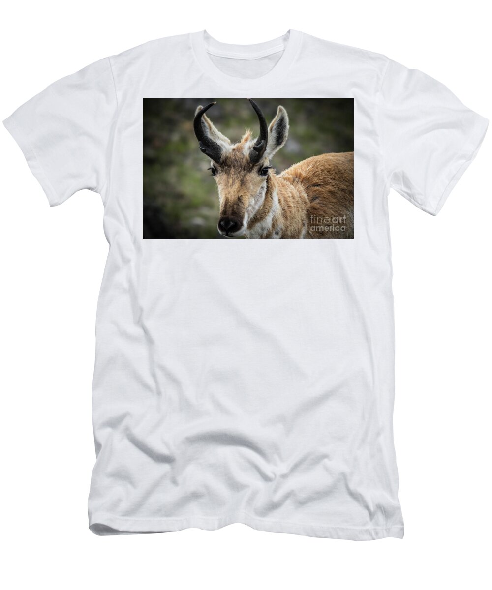 #pronghorn T-Shirt featuring the photograph Pronghorn by George Kenhan
