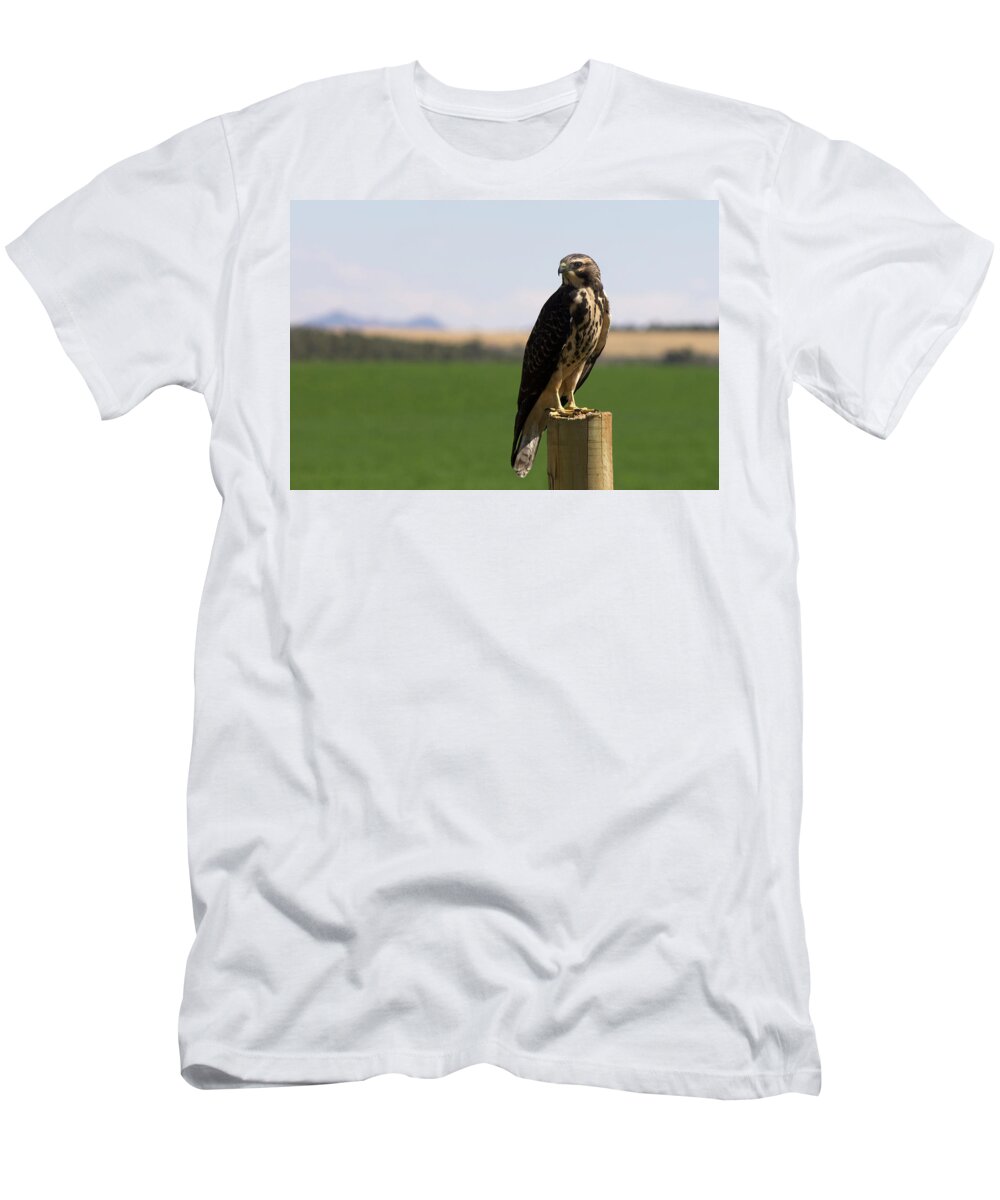 Hawk T-Shirt featuring the photograph Red Tailed Hawk by Jonathan Thompson