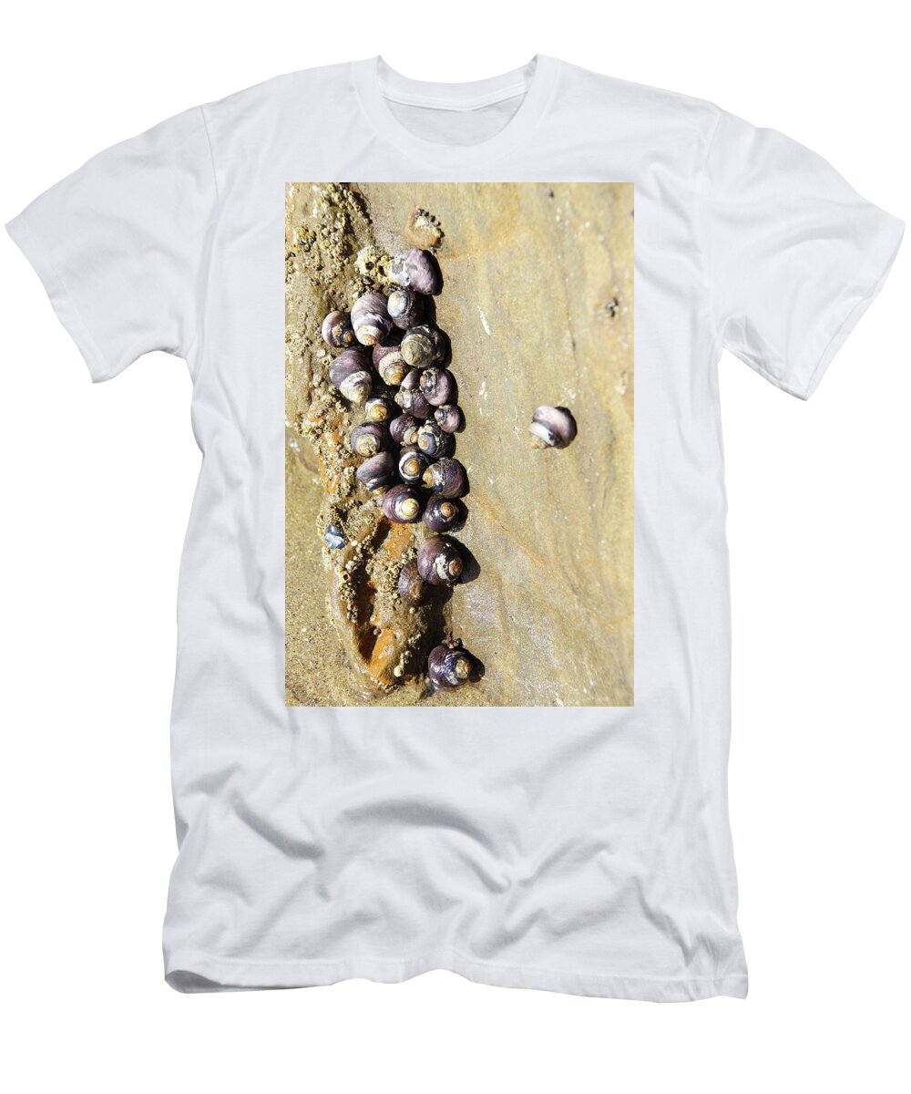 Coast T-Shirt featuring the photograph Sea snail cluster by Steve Estvanik