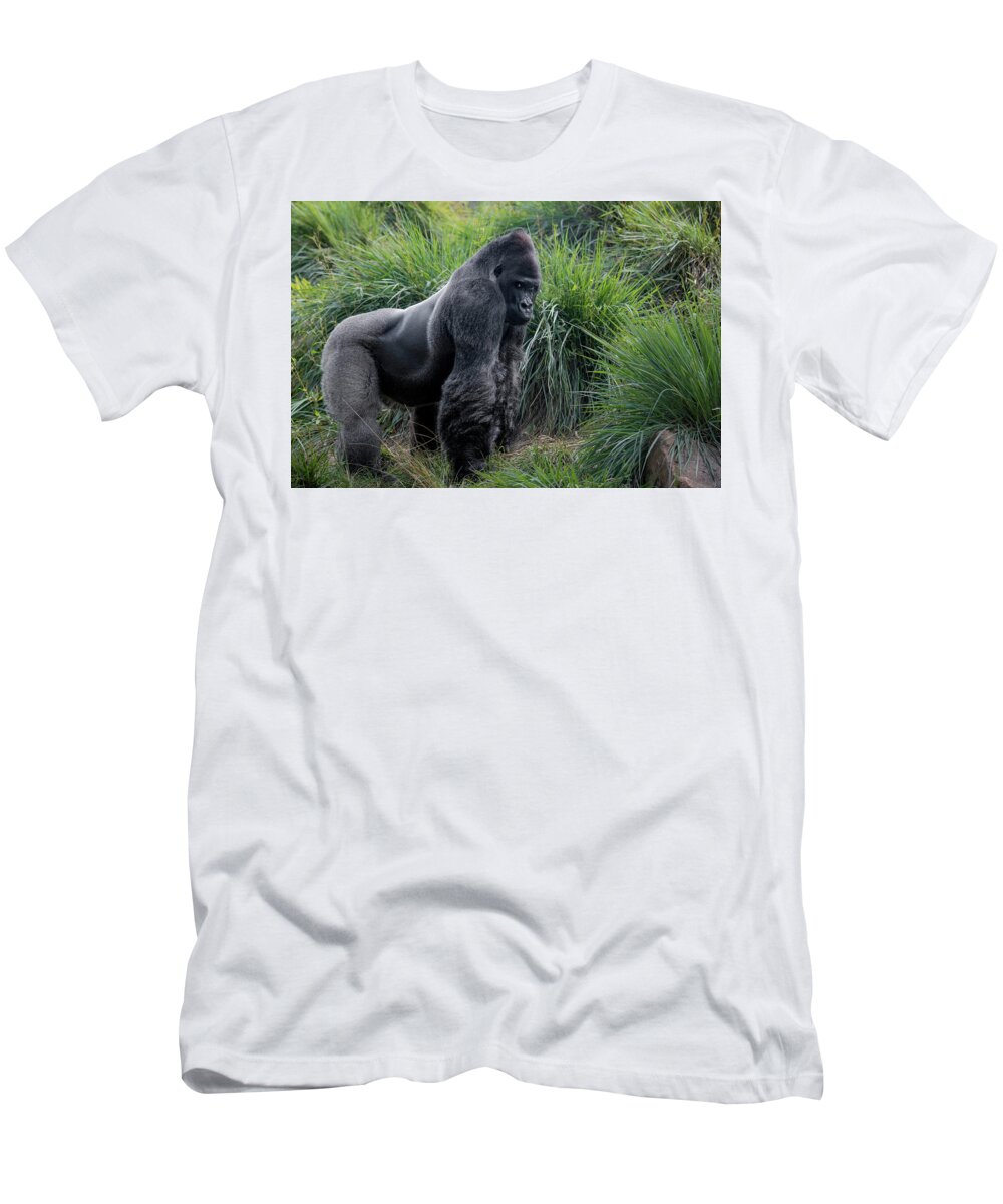 Captured Animals T-Shirt featuring the photograph Silverback Stare 1806 by Donald Brown