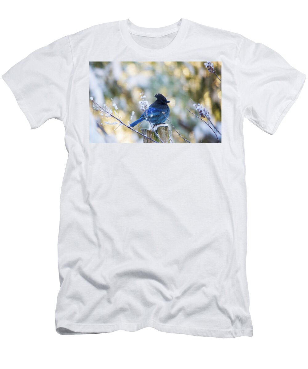 Bird T-Shirt featuring the photograph Stellar Jay In The Snow by Rory Siegel