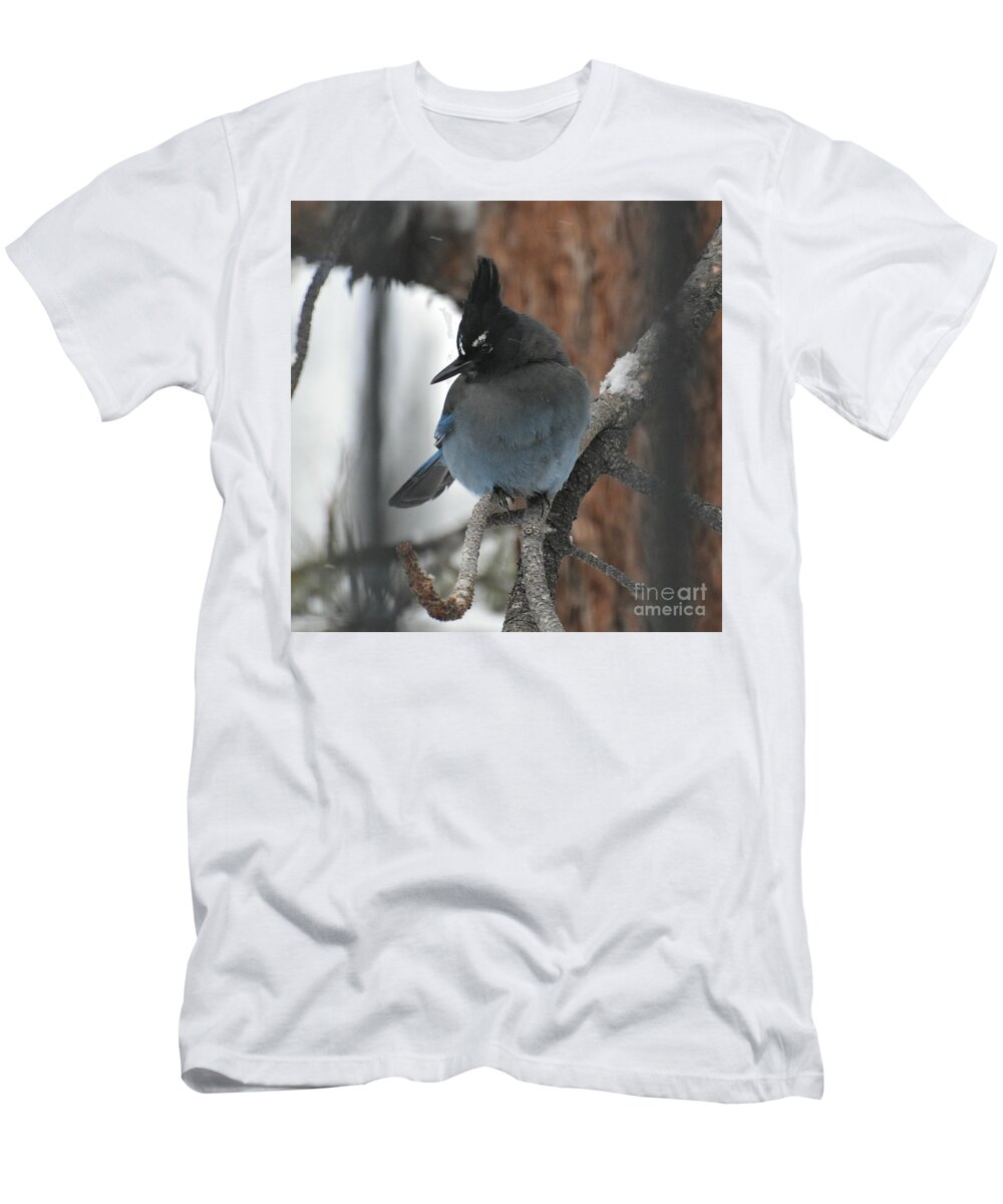 Stellar's Jay T-Shirt featuring the photograph Stellar's Jay in Pine by Dorrene BrownButterfield