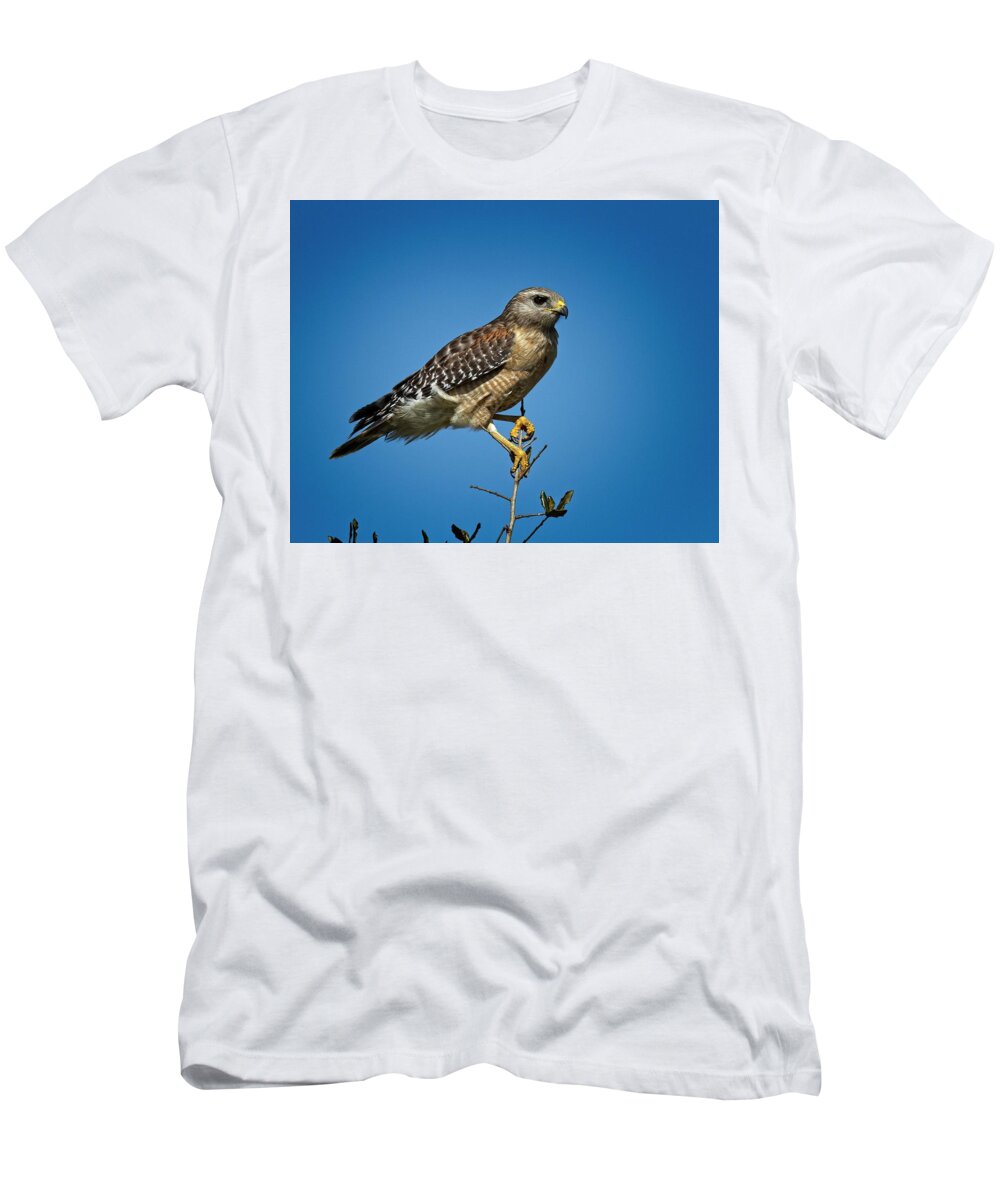 Young T-Shirt featuring the photograph Young Cooper's Hawk by Ronald Lutz