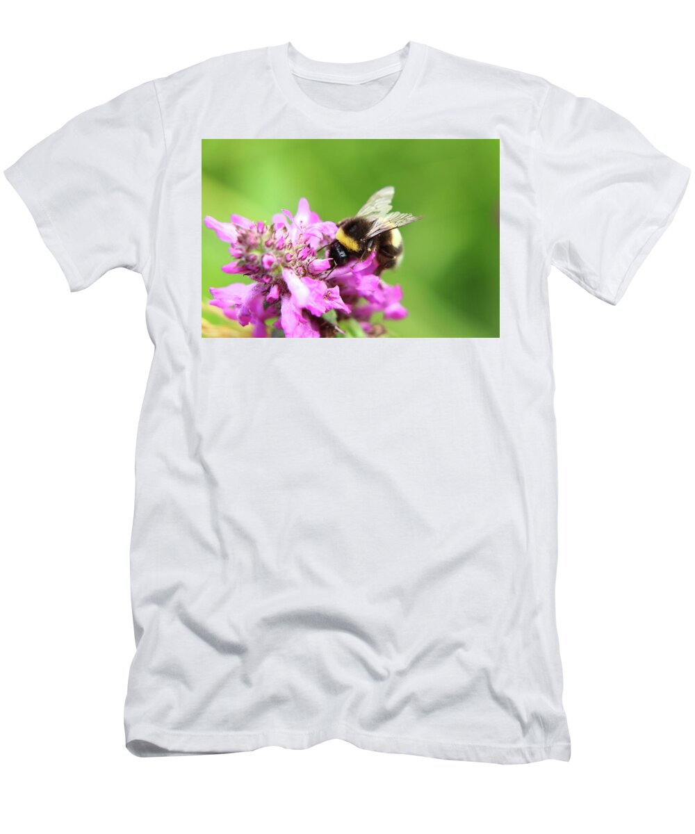 Bombus Hortorum T-Shirt featuring the photograph Bombus hortorum, garden bumblebee, pollinating some flower in Slovakia grassland. #1 by Vaclav Sonnek