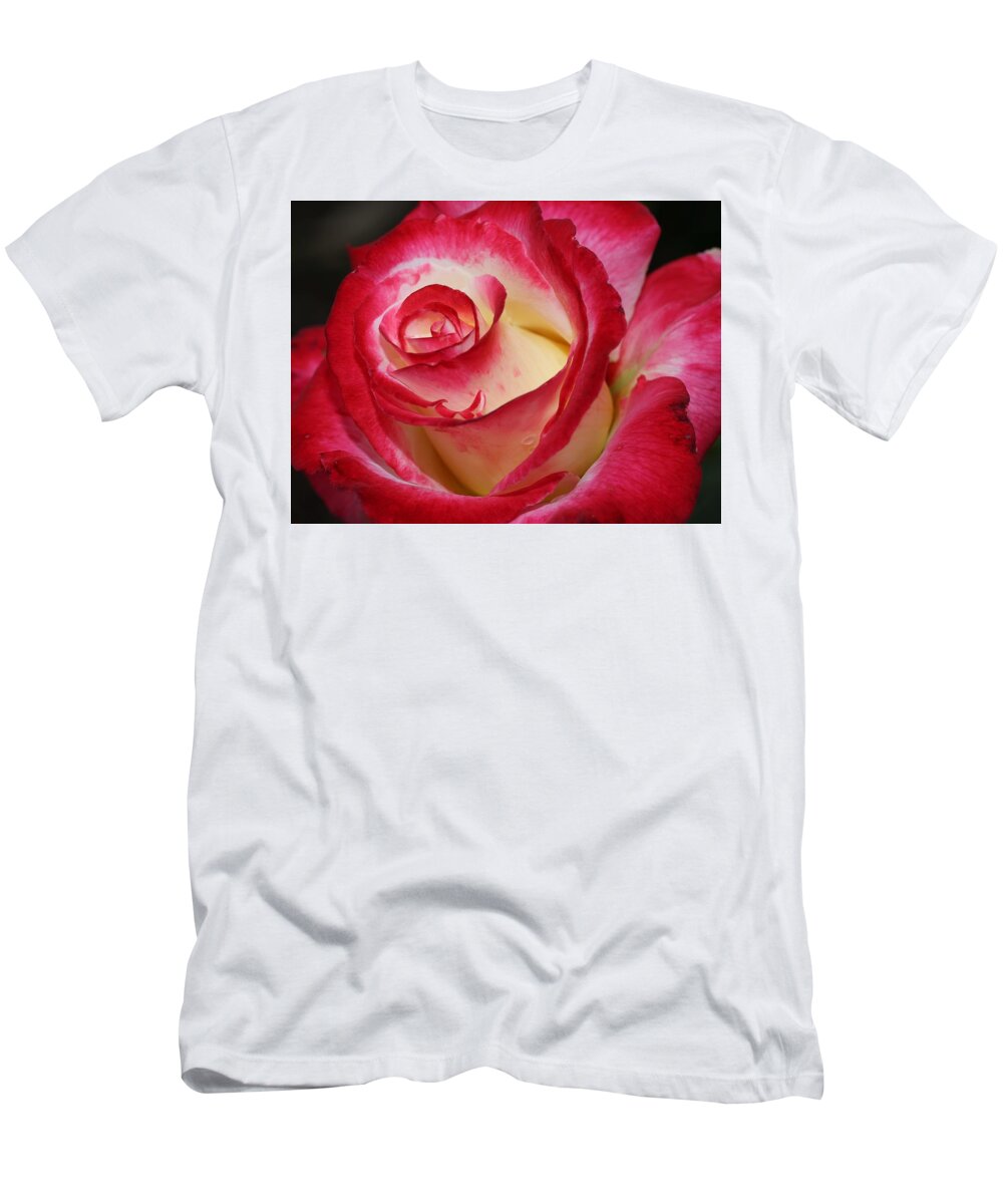 Rose T-Shirt featuring the photograph Multi-colored Rose by Mingming Jiang