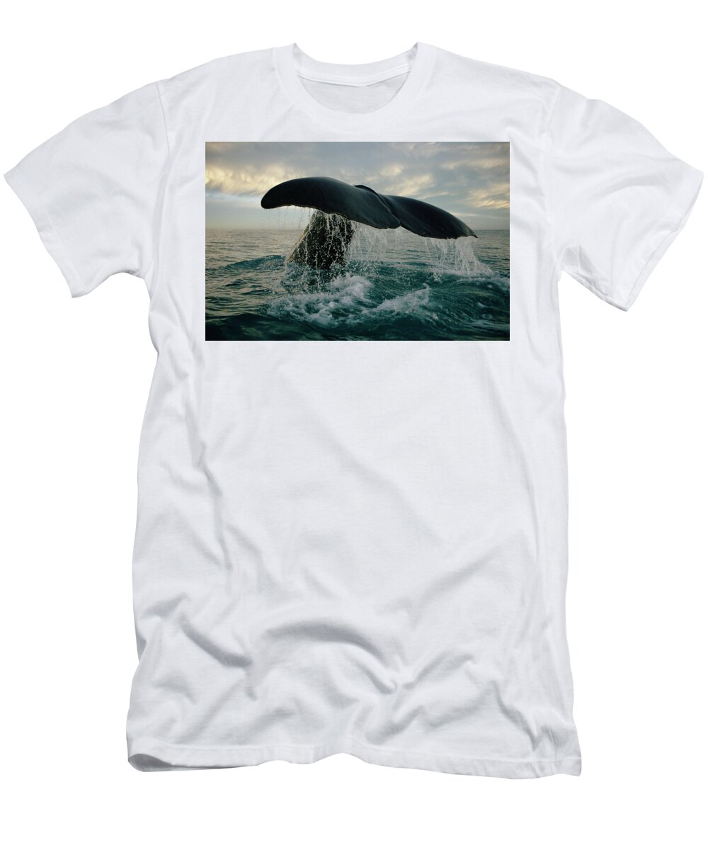 00114219 T-Shirt featuring the photograph Sperm Whale Tail #1 by Flip Nicklin