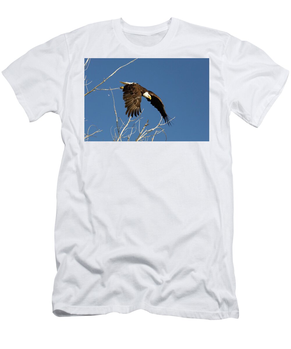 Bald Eagle T-Shirt featuring the photograph Bald Eagle Takes a Dive #2 by Tony Hake