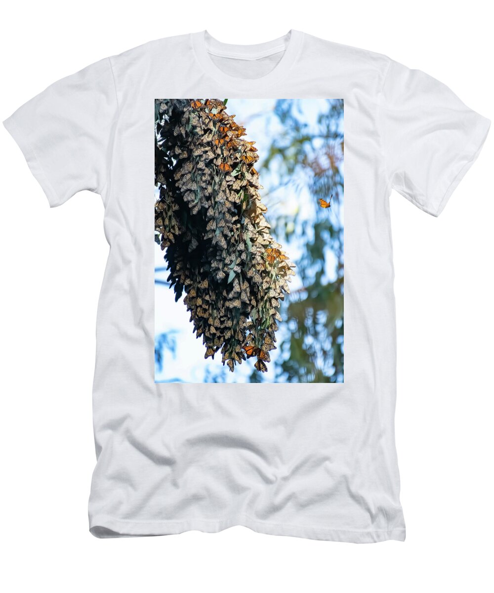 Monarch T-Shirt featuring the photograph A Lone Monarch Taking a short flight away from The Cluster - Santa Cruz Natural Bridge State Park by Amazing Action Photo Video