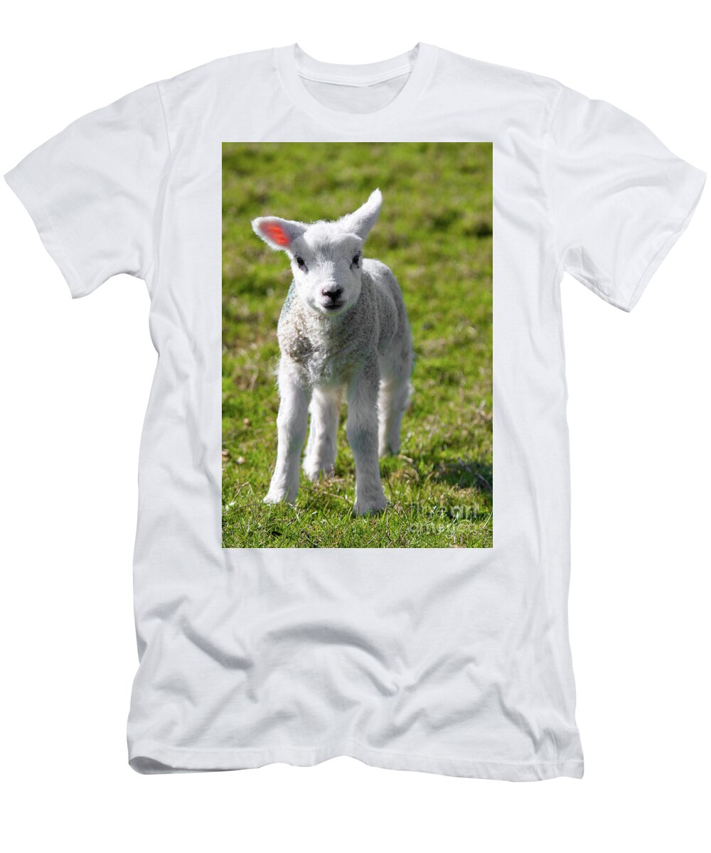 Uk T-Shirt featuring the photograph A Newborn Lamb, Carleton-In-Craven by Tom Holmes Photography