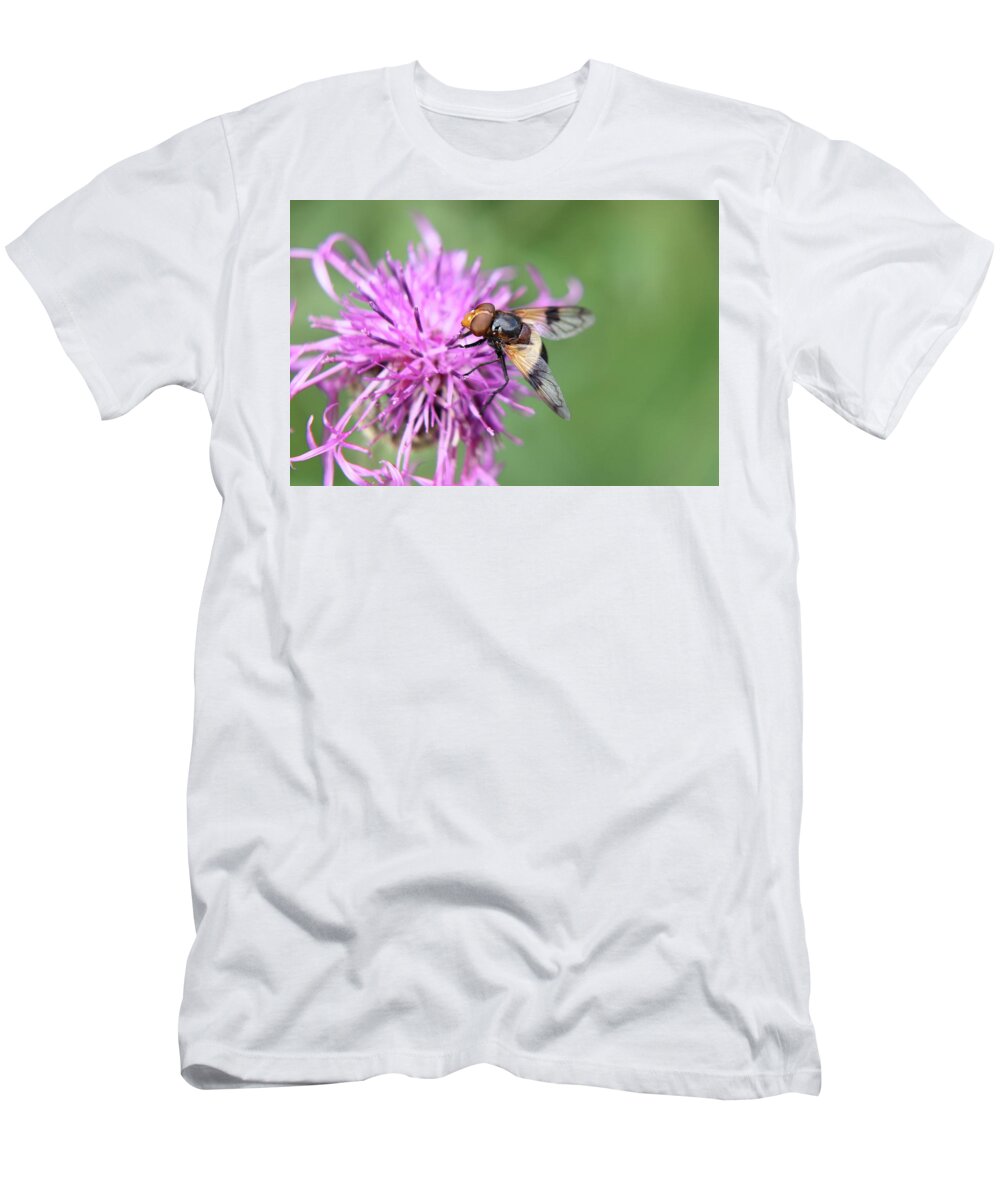 Volucella Pellucens T-Shirt featuring the photograph A Volucella pellucens pollinating red clover by Vaclav Sonnek