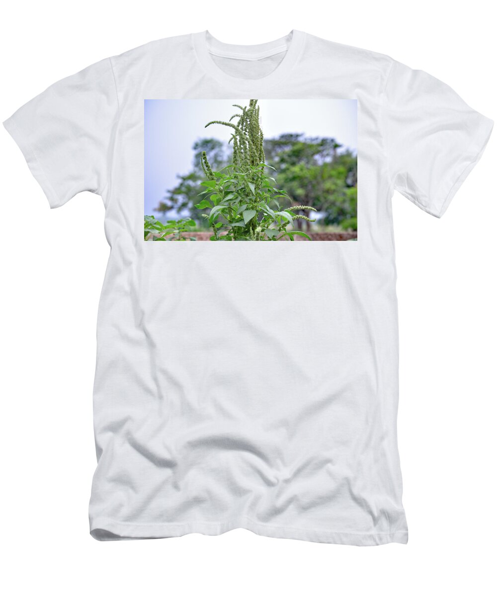  Spiny Amaranth T-Shirt featuring the photograph Amaranthus spinosus - spiny amaranth by Amazing Action Photo Video