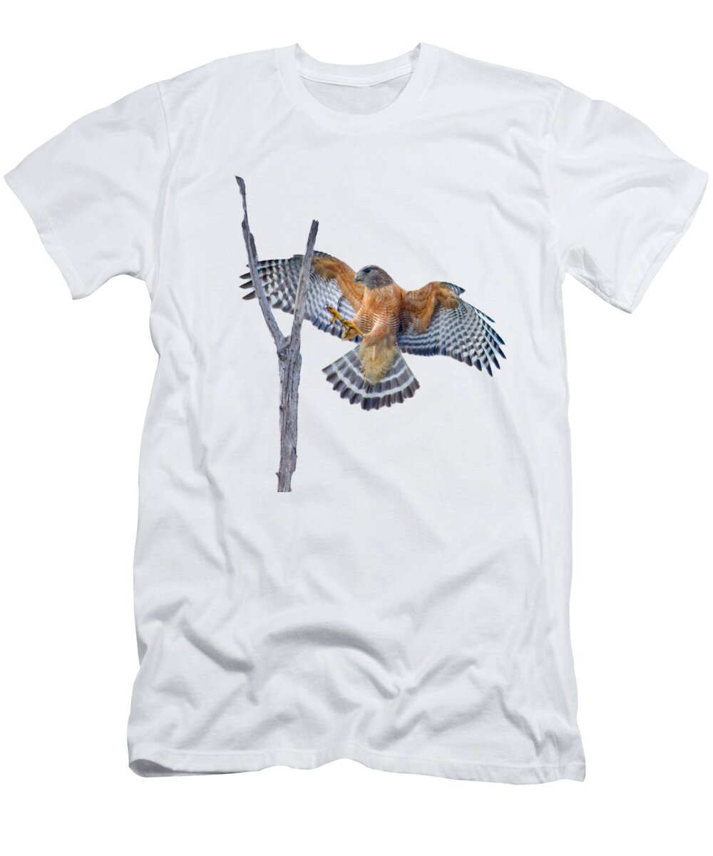 Red Shouldered Hawk T-Shirt featuring the photograph Red Shouldered Hawk Landing by Mark Andrew Thomas