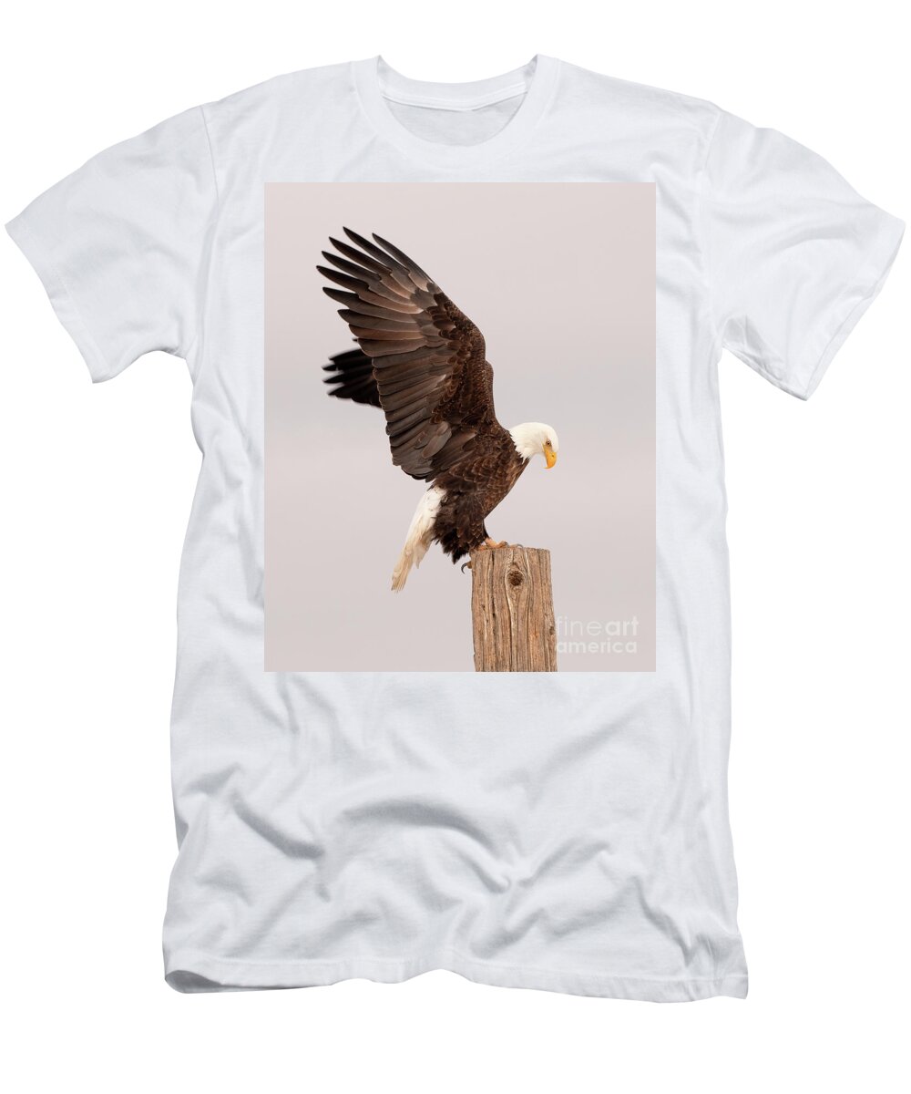 Bird T-Shirt featuring the photograph Bald Eagle by Dennis Hammer