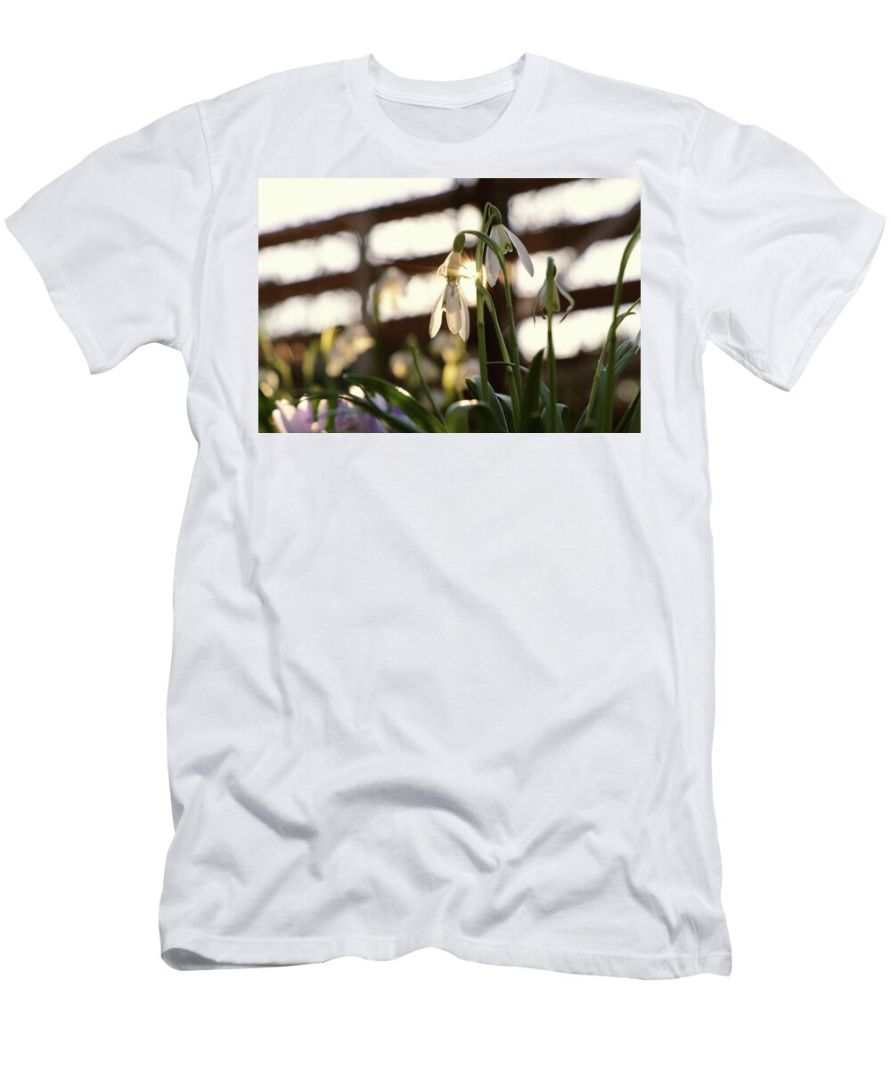 Misty T-Shirt featuring the photograph White snowdrop in golden hours. by Vaclav Sonnek
