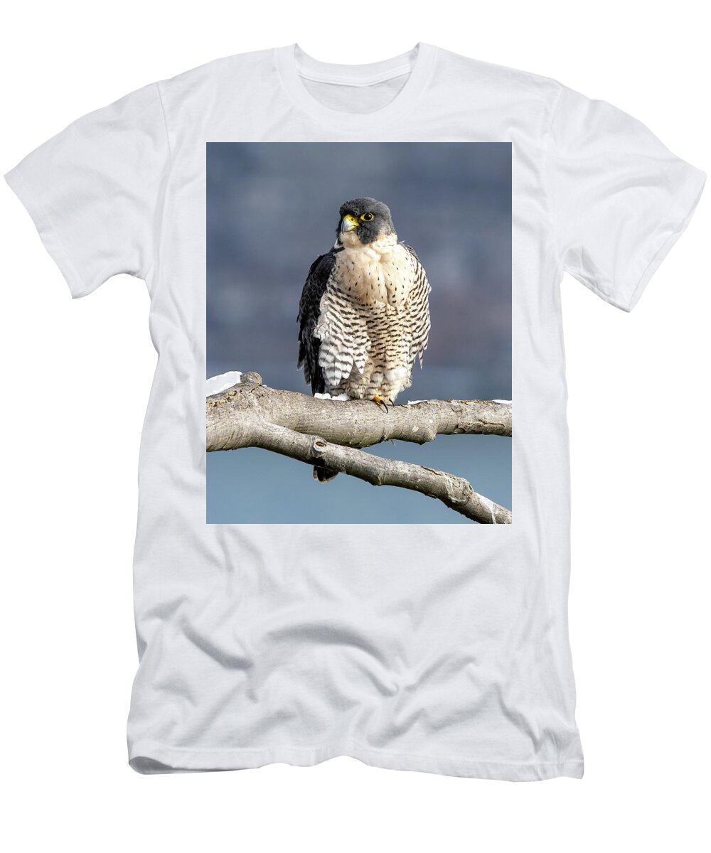 Birds T-Shirt featuring the photograph Falcon in Winter-1 by Kevin Suttlehan
