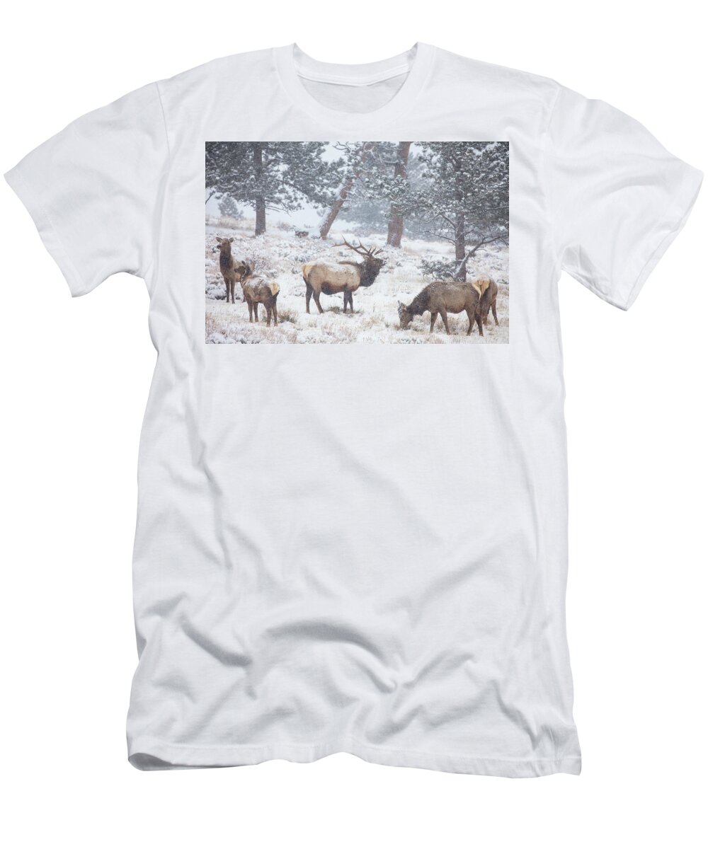 Elk T-Shirt featuring the photograph Family Man by Darren White
