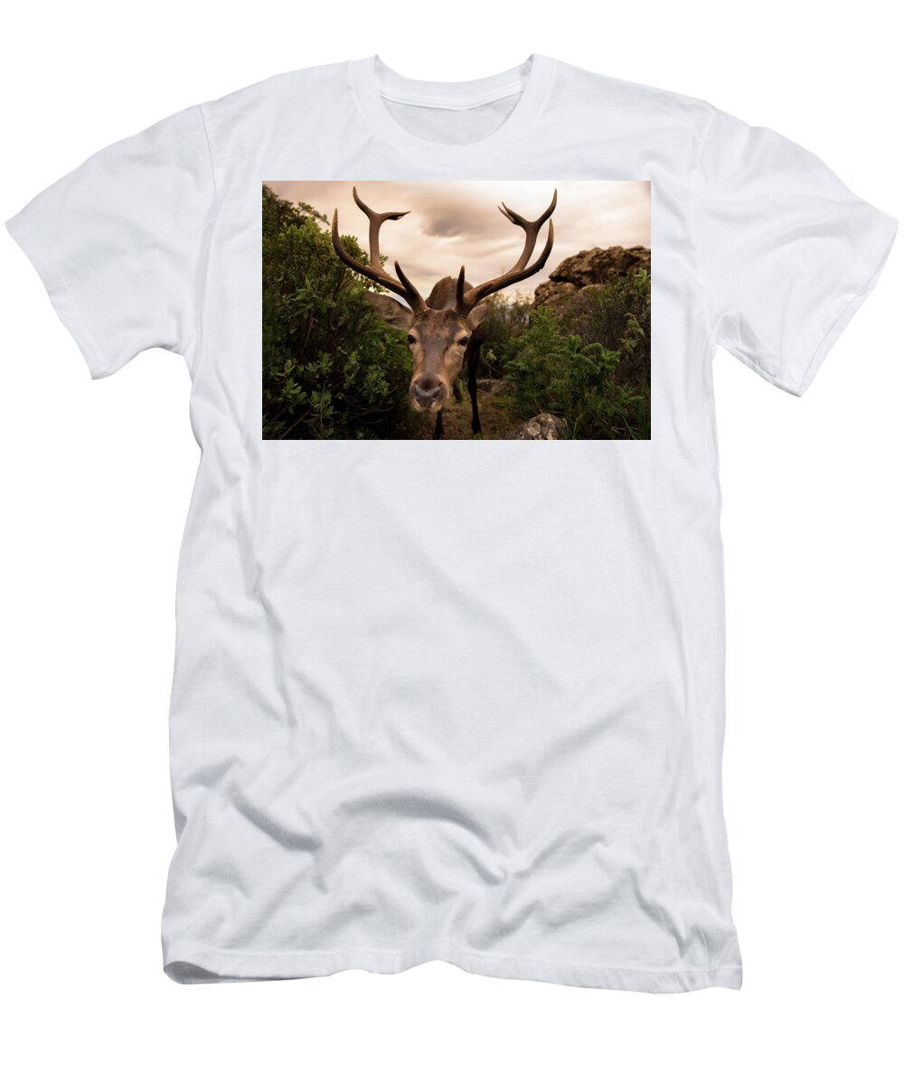 Deer T-Shirt featuring the photograph Hideout Discovered by Naomi Maya