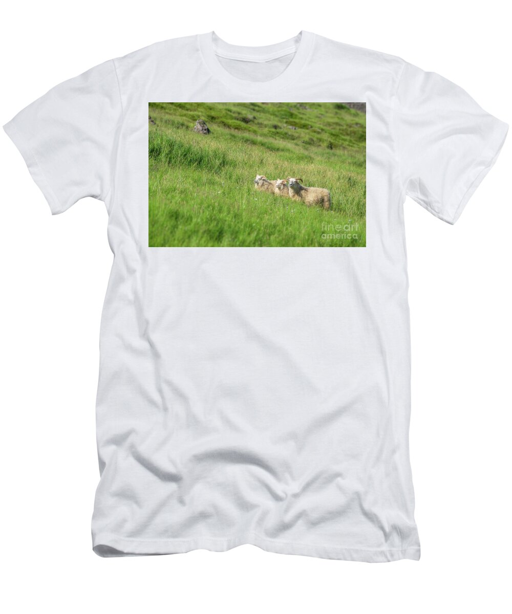 Sheep T-Shirt featuring the photograph Icelandic sheep by Delphimages Photo Creations