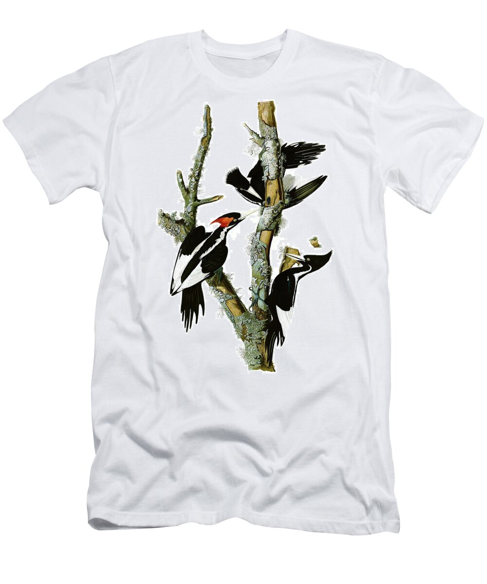 Ivory-billed Woodpecker T-Shirt featuring the painting Ivory-billed Woodpecker - Digital Remastered Edition by John James Audubon