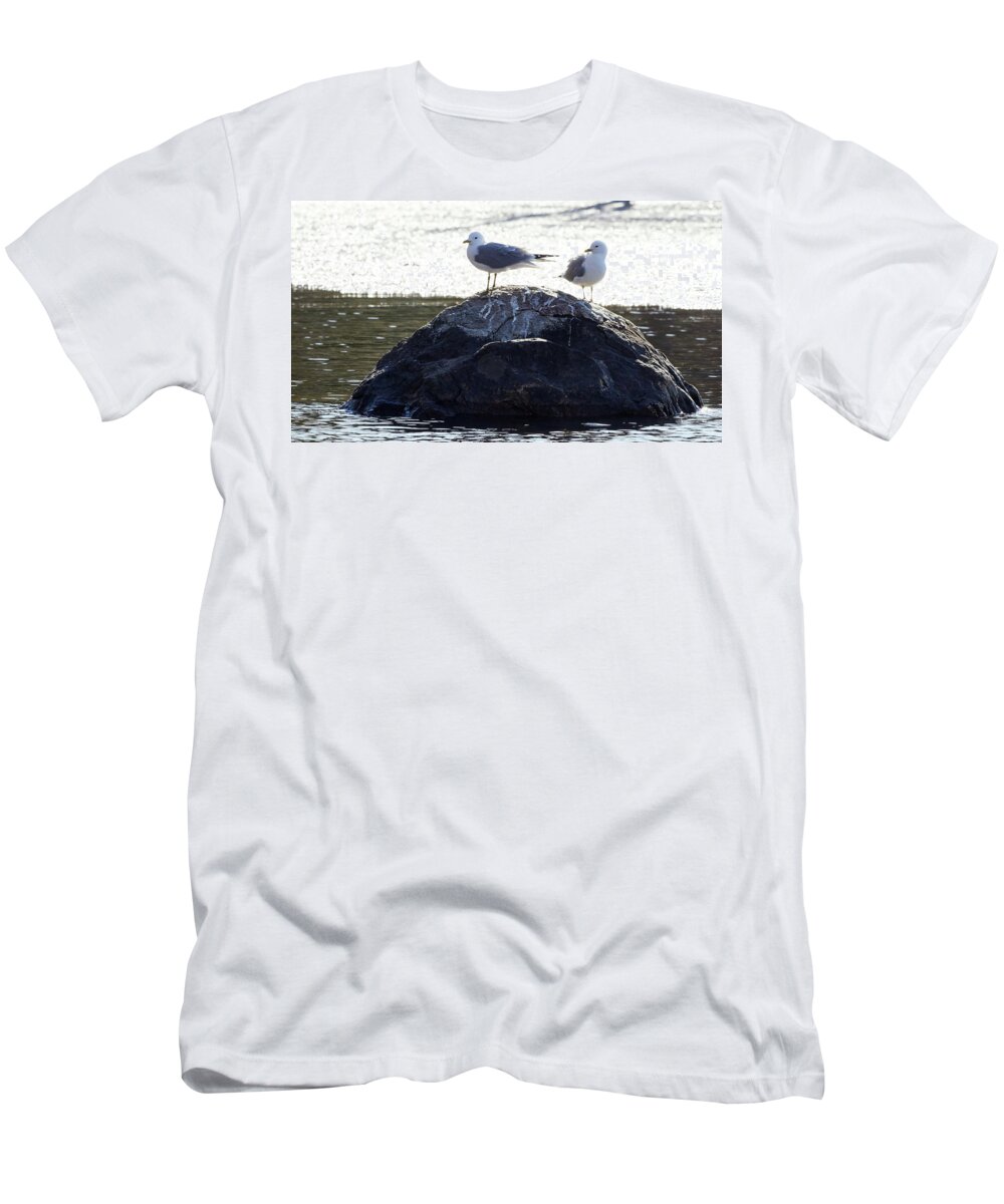 Finland T-Shirt featuring the photograph Looking bright now. Sea mew by Jouko Lehto