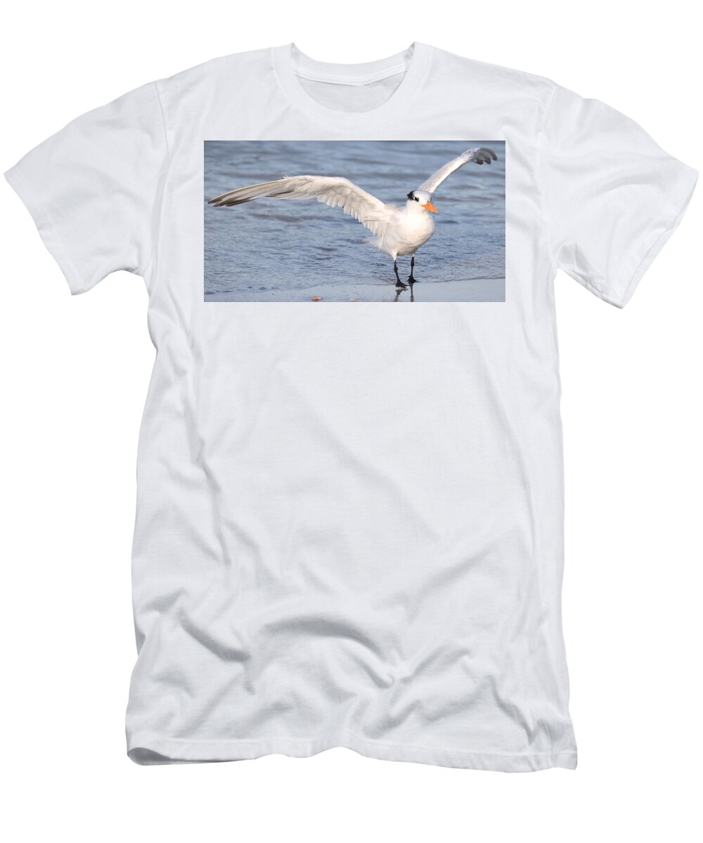 Royal Terns T-Shirt featuring the photograph Muscular Wings 2 by Mingming Jiang