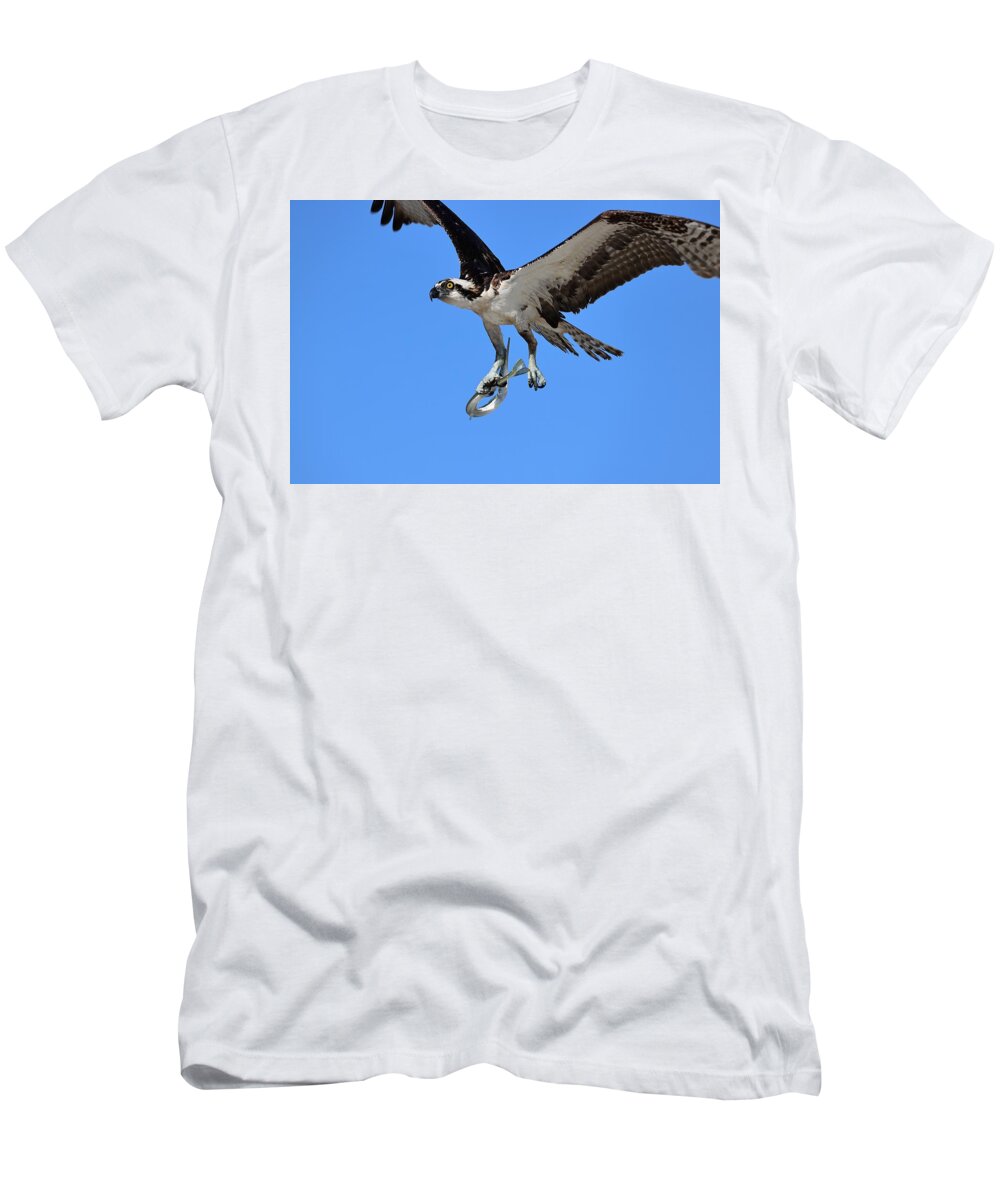 Osprey T-Shirt featuring the photograph Osprey and Needle Fish 1 by Mingming Jiang
