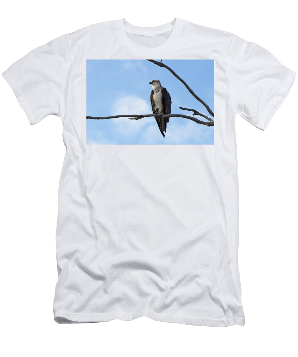 Osprey T-Shirt featuring the photograph Osprey by Nicolas Lombard